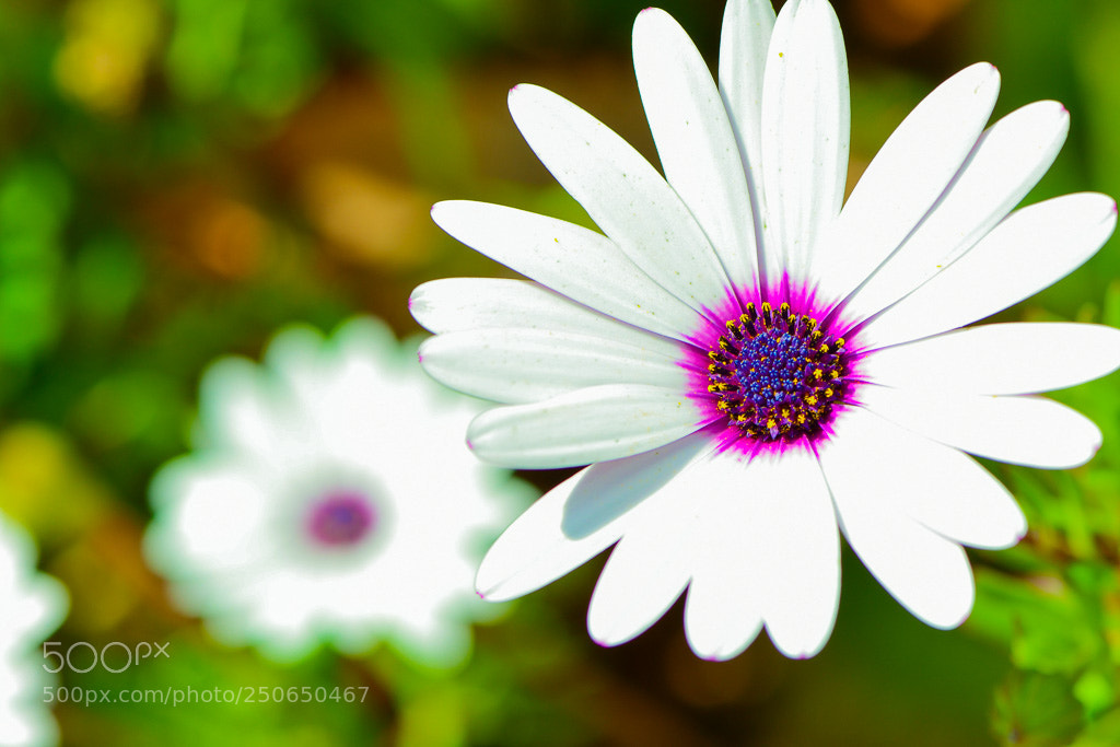 Nikon D500 sample photo. Untitled photography