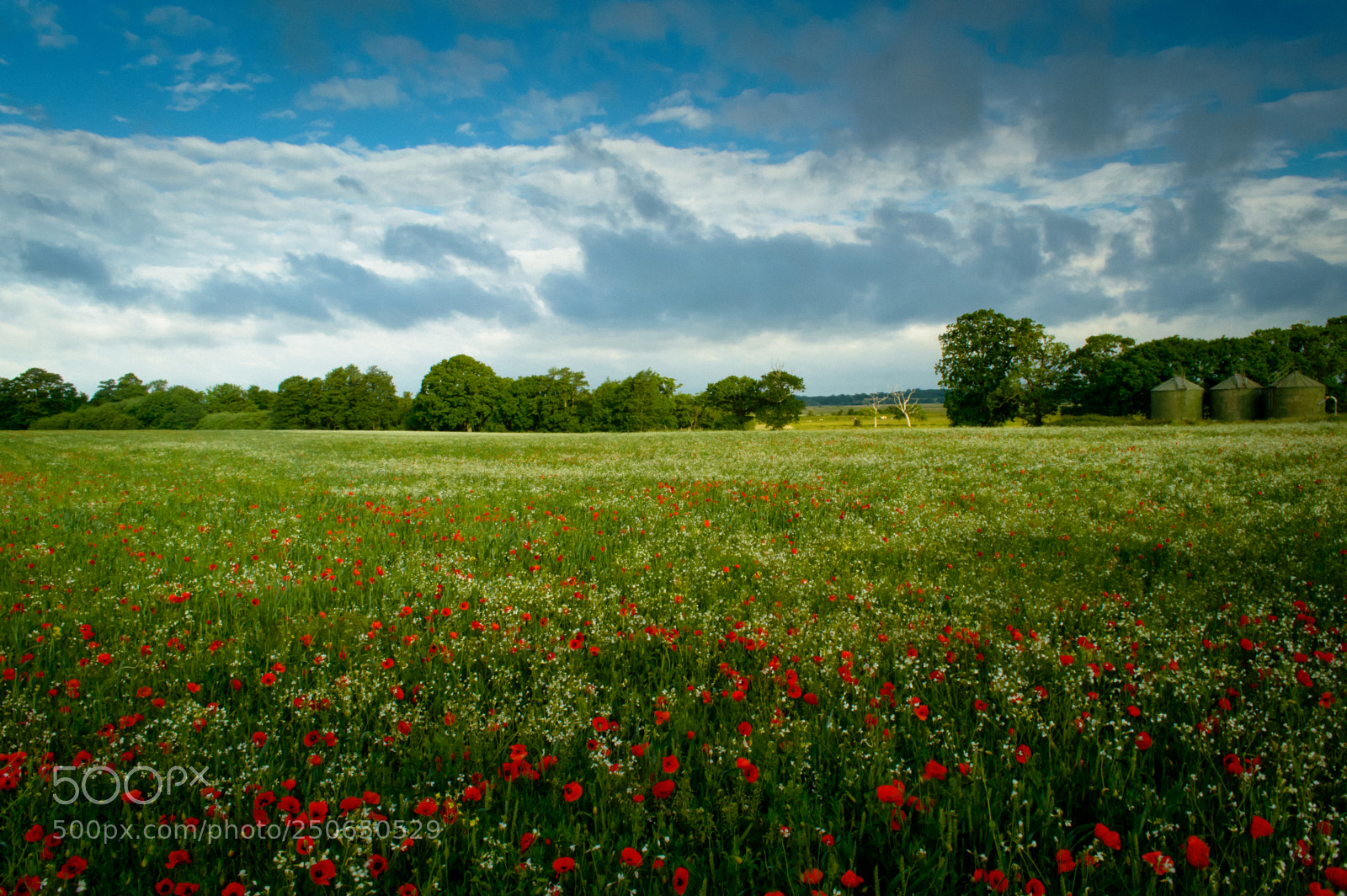 Nikon D3200 sample photo. Poppy meadow photography