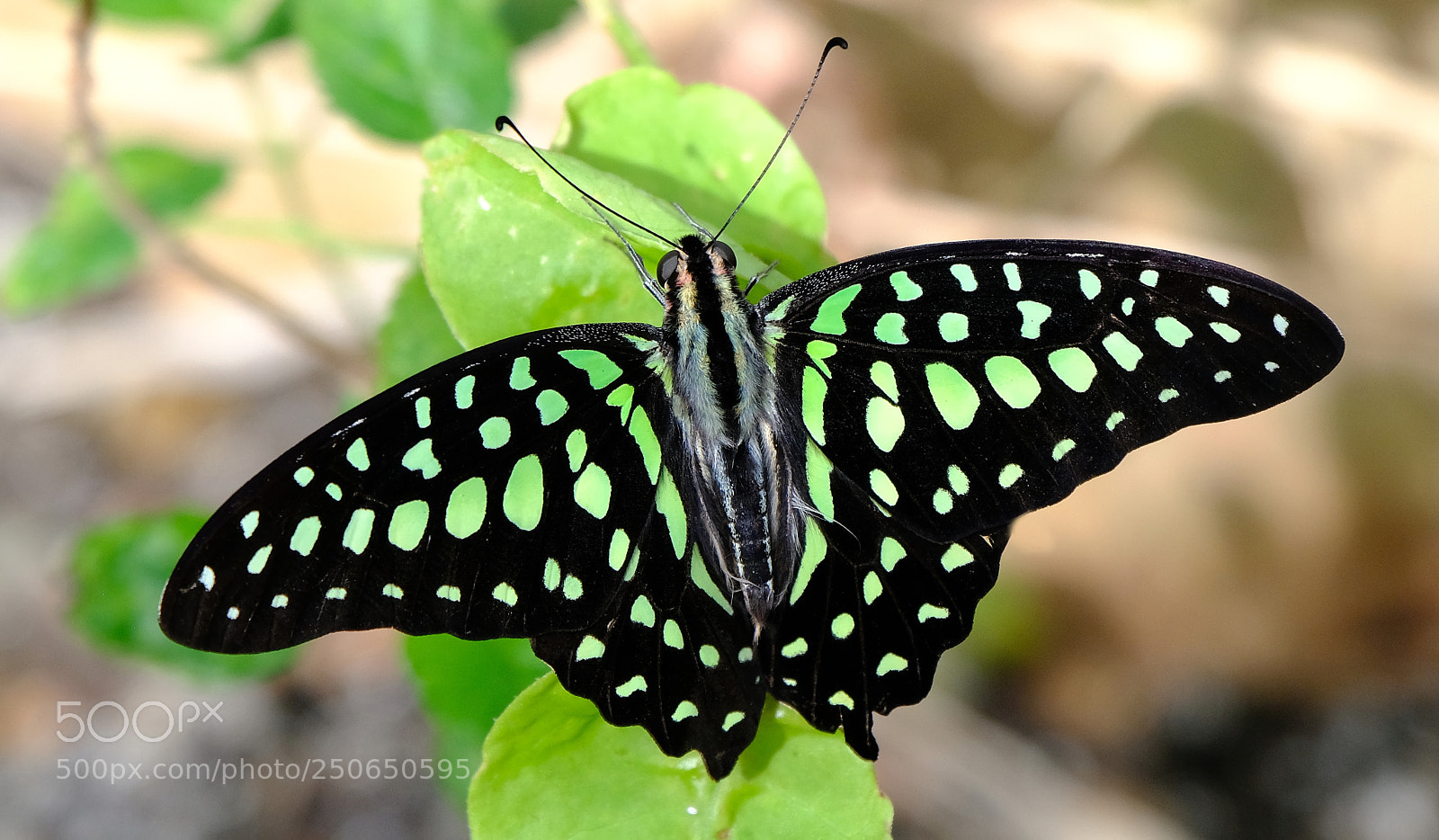 Fujifilm X-H1 sample photo. Black & green photography