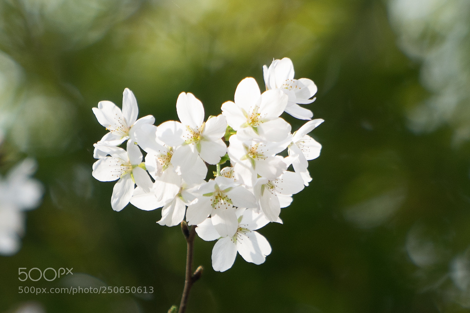 Sony a7 sample photo. Sakura #1 photography