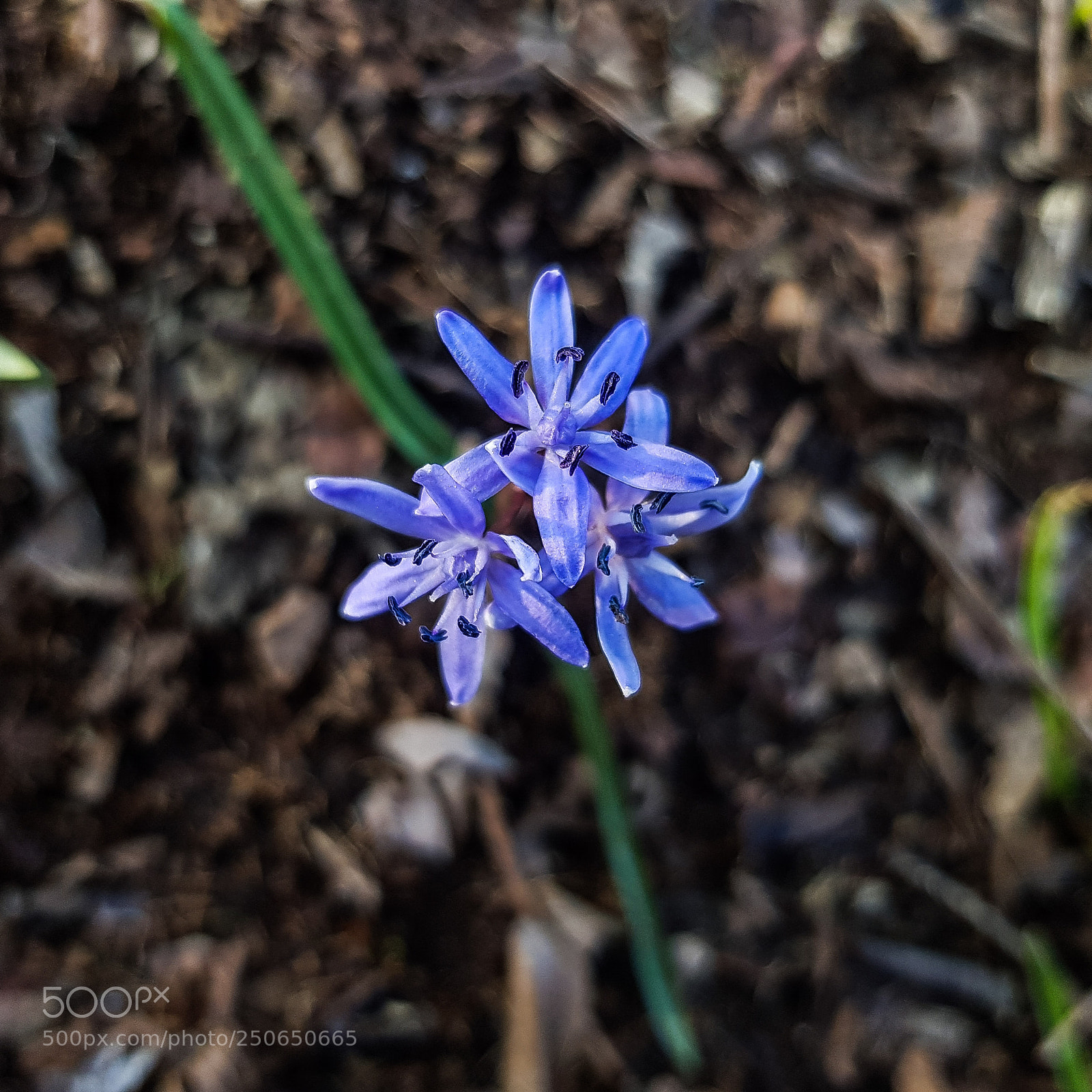 Samsung Galaxy S8 sample photo. Blue flower photography
