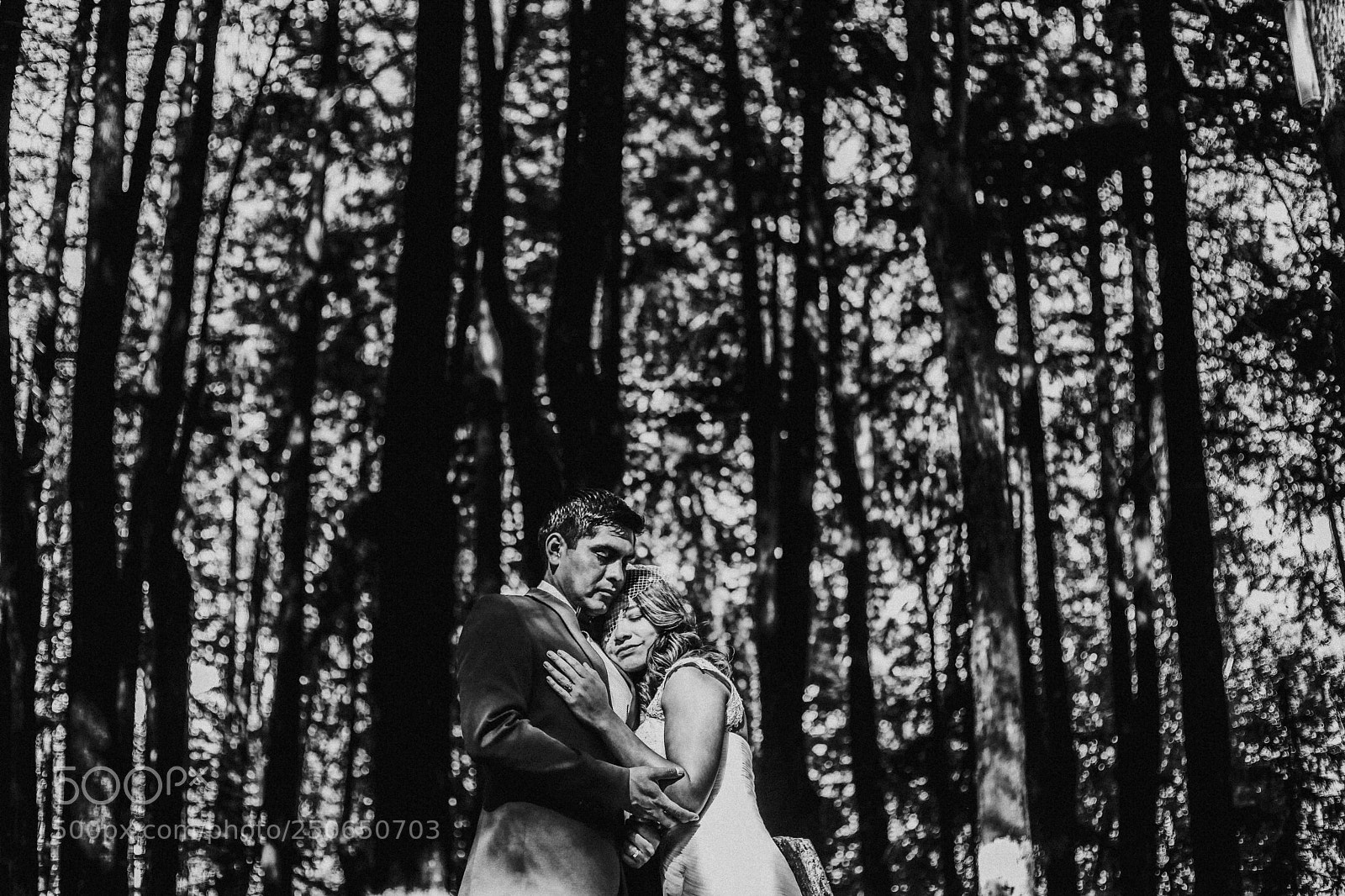 Canon EOS 5D Mark II sample photo. Woods photography