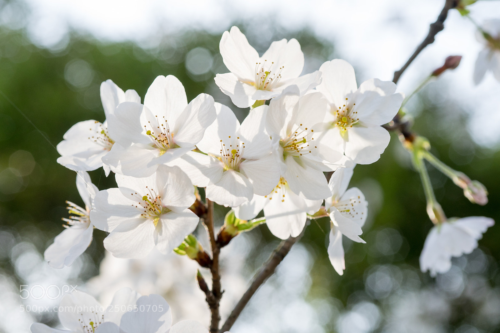 Sony a7 sample photo. Sakura #2 photography