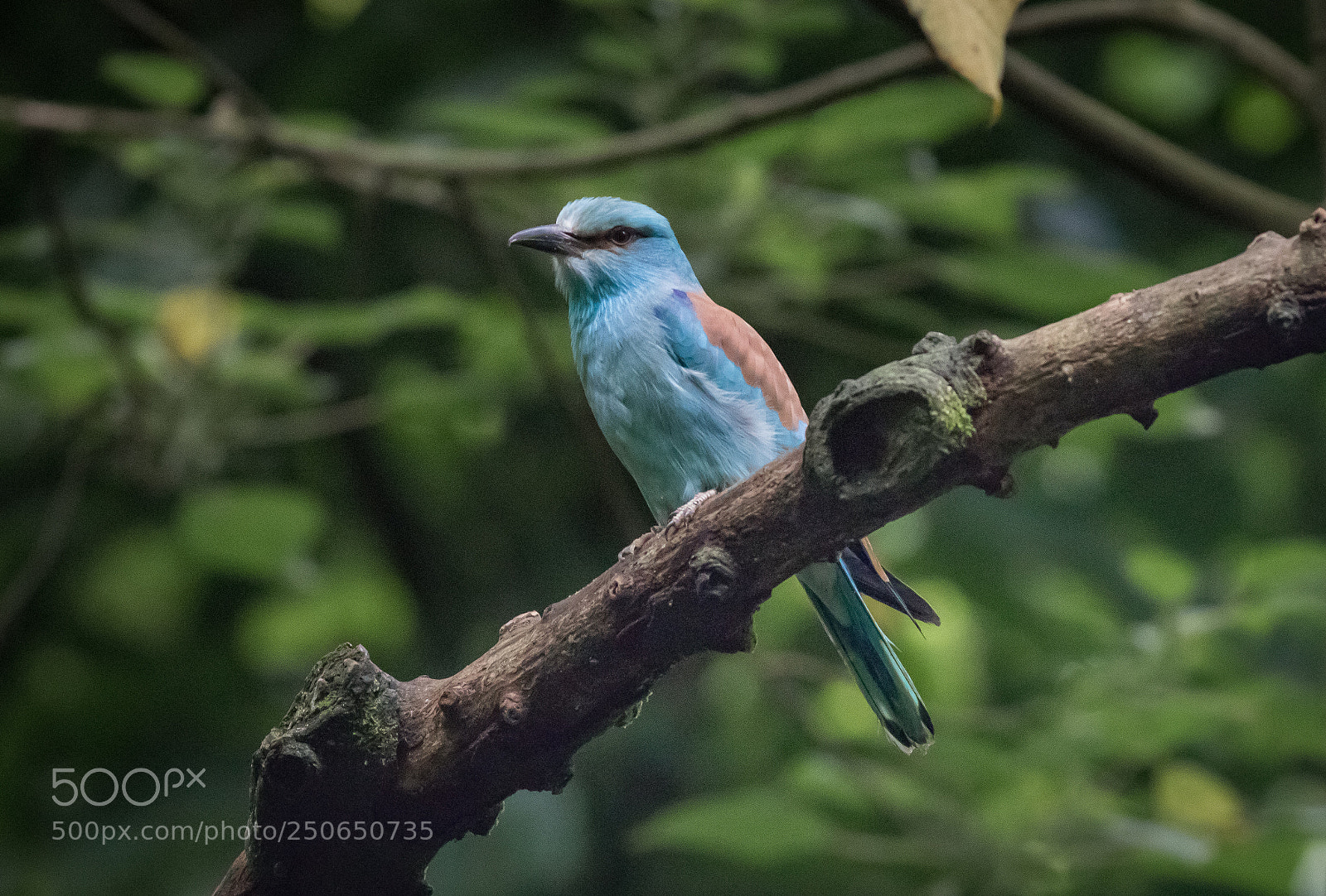 Canon EOS 80D sample photo. European roller photography