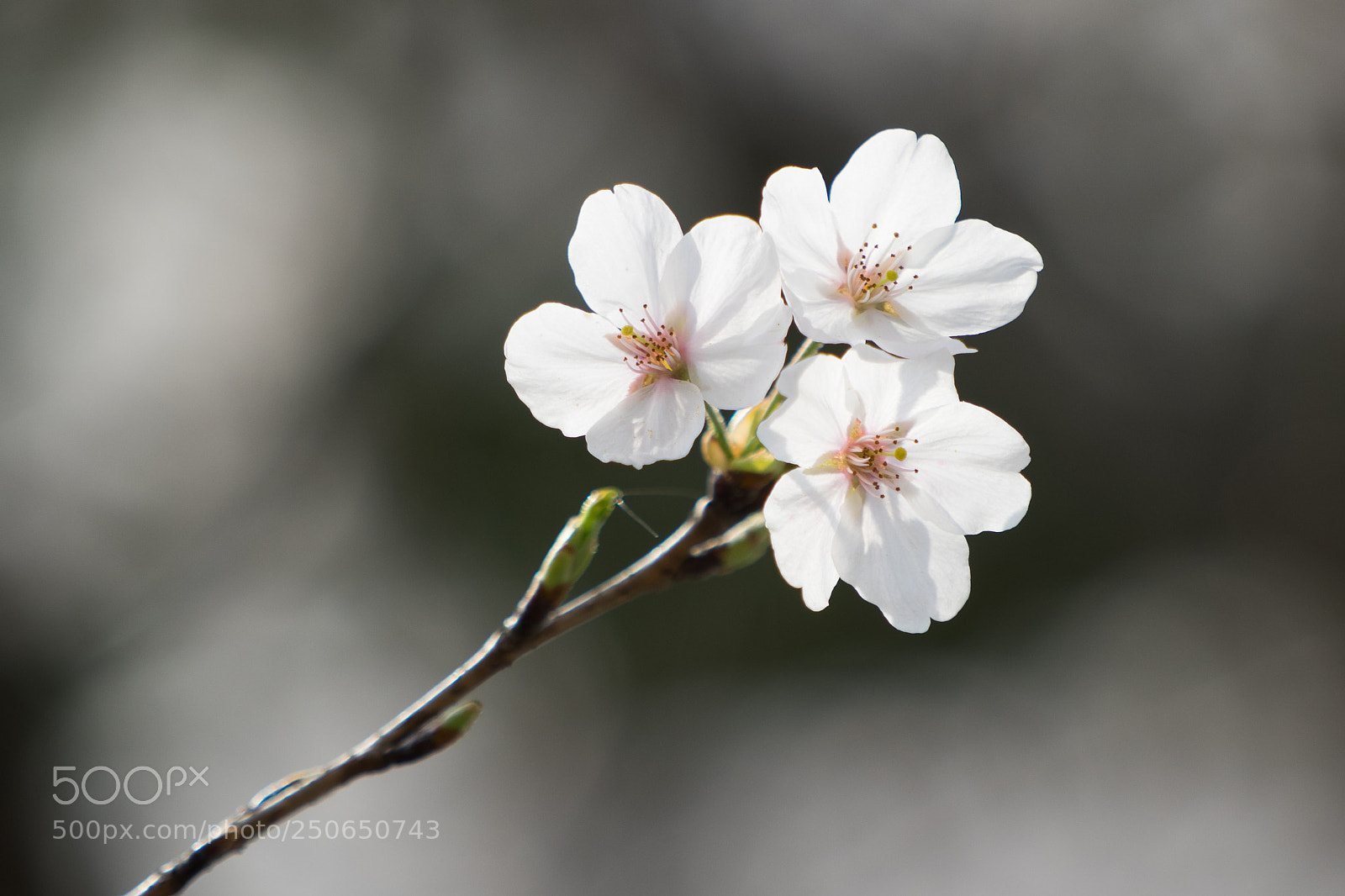Sony a7 sample photo. Sakura #3 photography