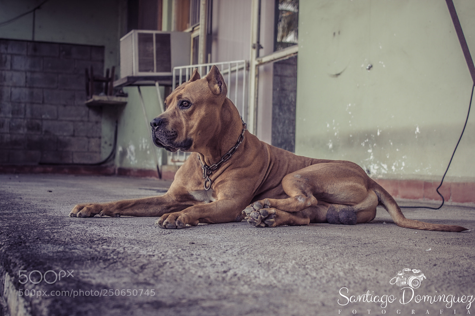 Canon EOS 550D (EOS Rebel T2i / EOS Kiss X4) sample photo. Pitbull photography