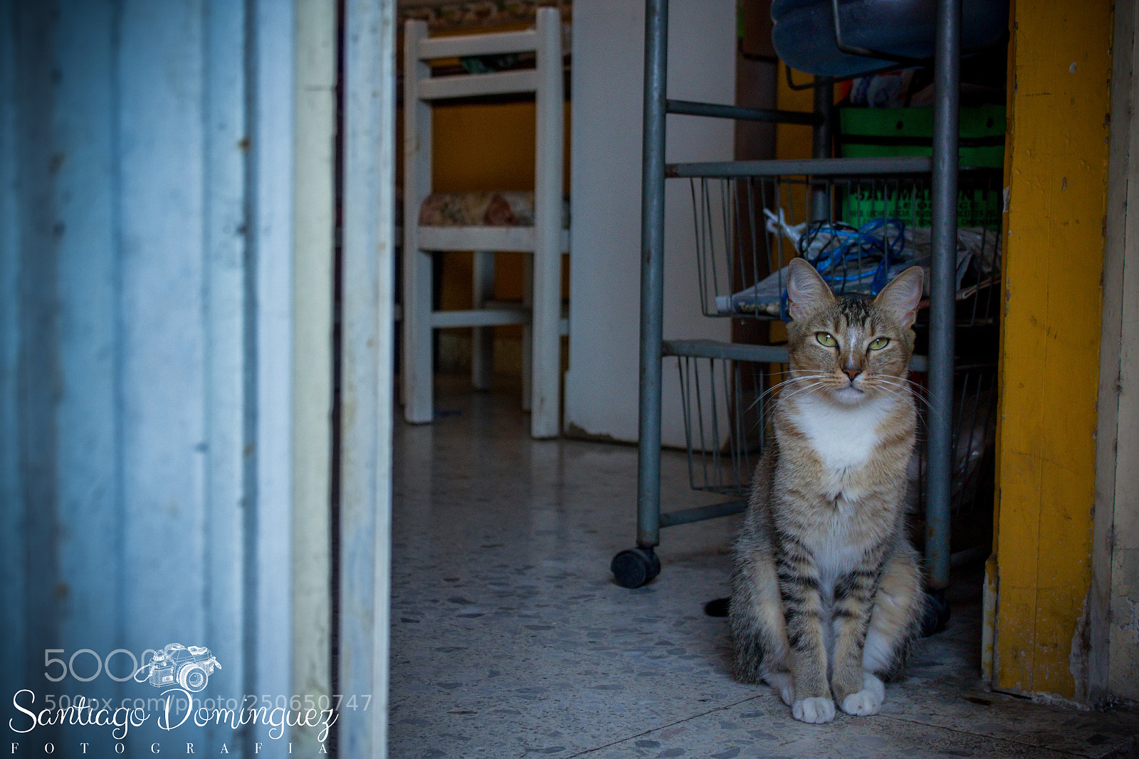 Canon EOS 550D (EOS Rebel T2i / EOS Kiss X4) sample photo. Gato photography