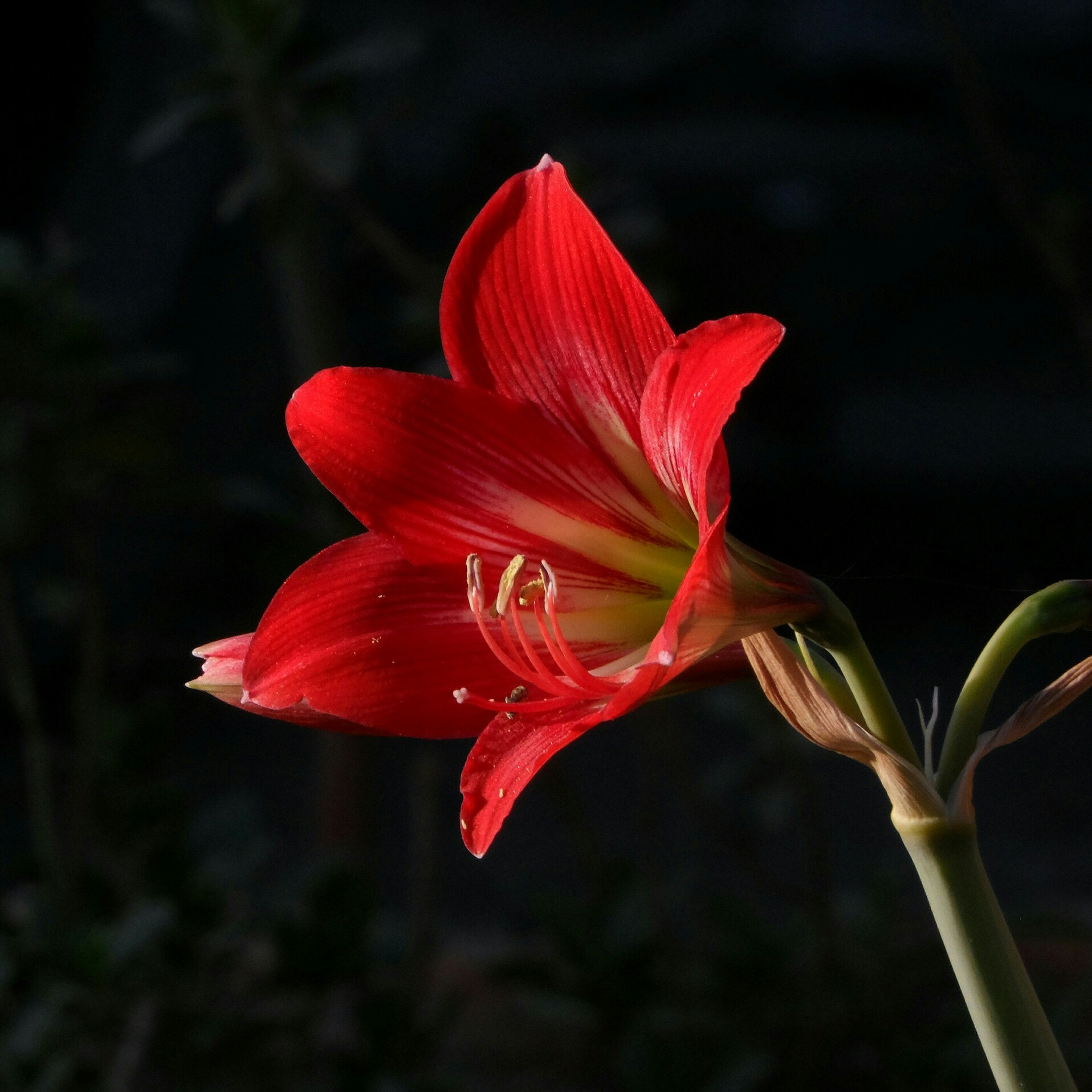 Samsung WB150 / WB150F / WB152 / WB152F / WB151 / WB151F / WB140 sample photo. Amarylis lily. my home garden photography
