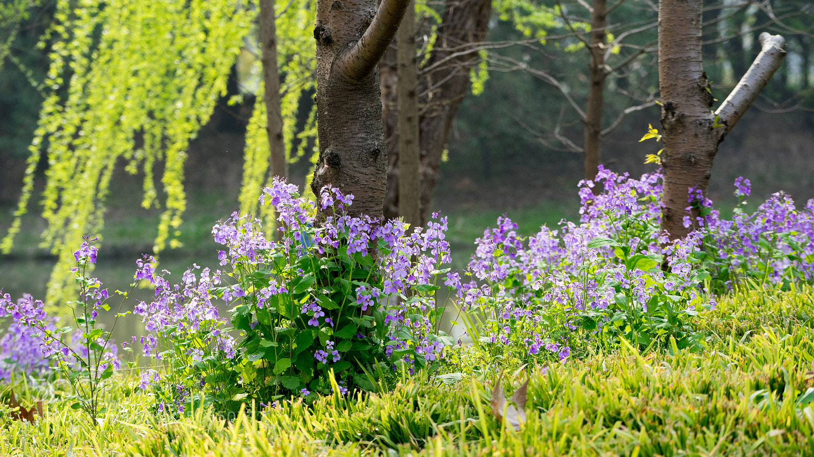 Sony a7 sample photo. Shanghai spring photography