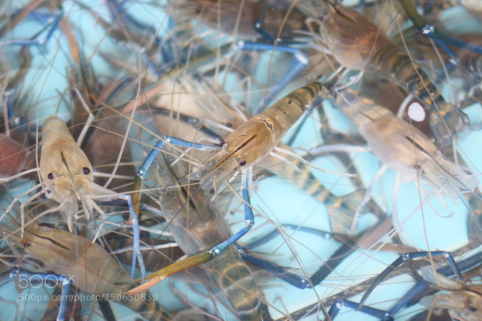 Canon EOS 700D (EOS Rebel T5i / EOS Kiss X7i) + Canon EF 85mm F1.8 USM sample photo. Shrimp in the pool photography