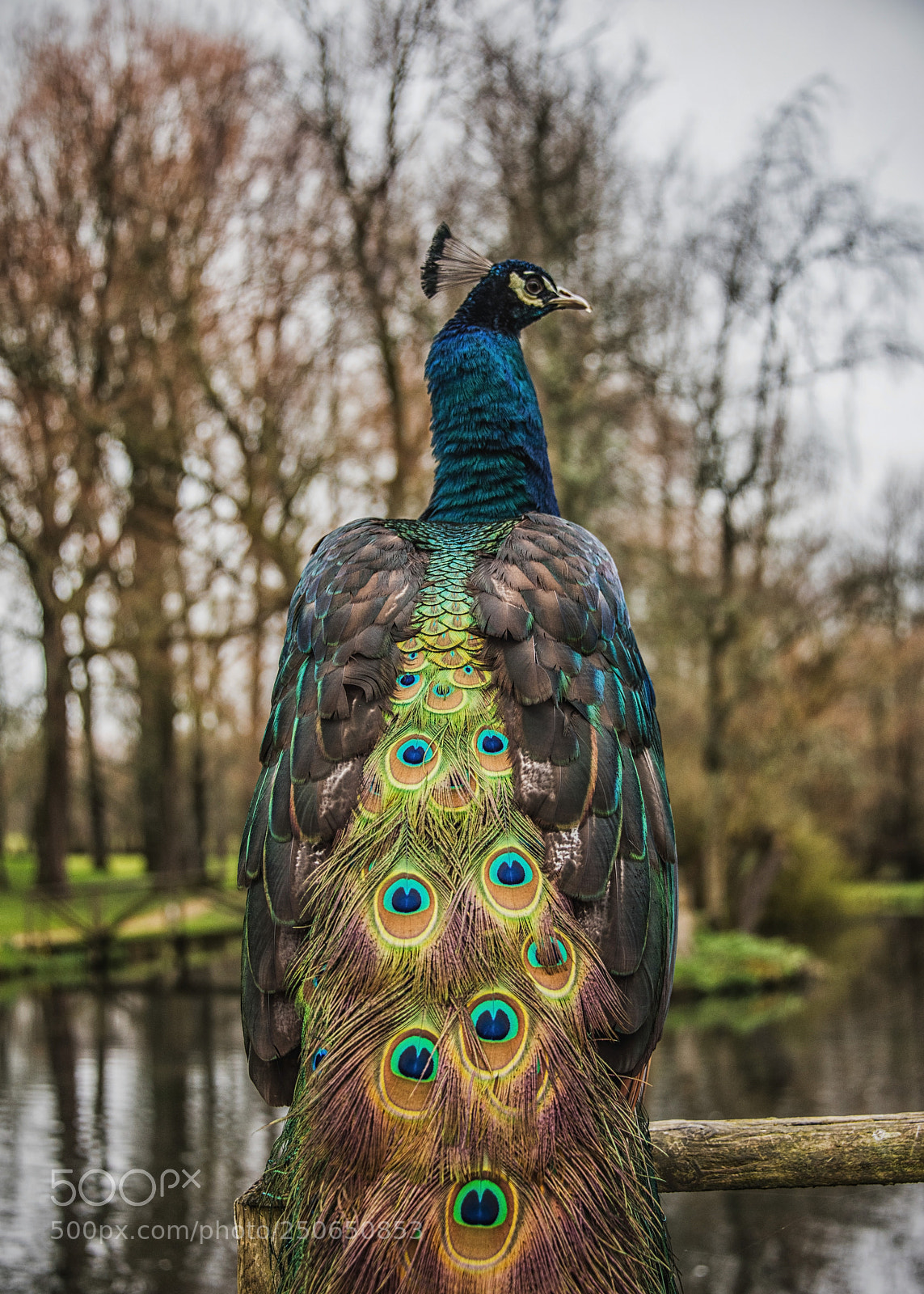 Nikon D810 sample photo. Peacock eyes photography