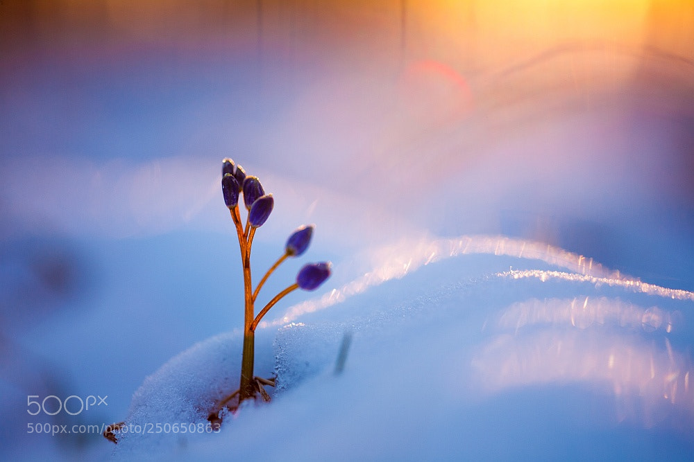 Canon EOS 5D sample photo. Frosty spring photography