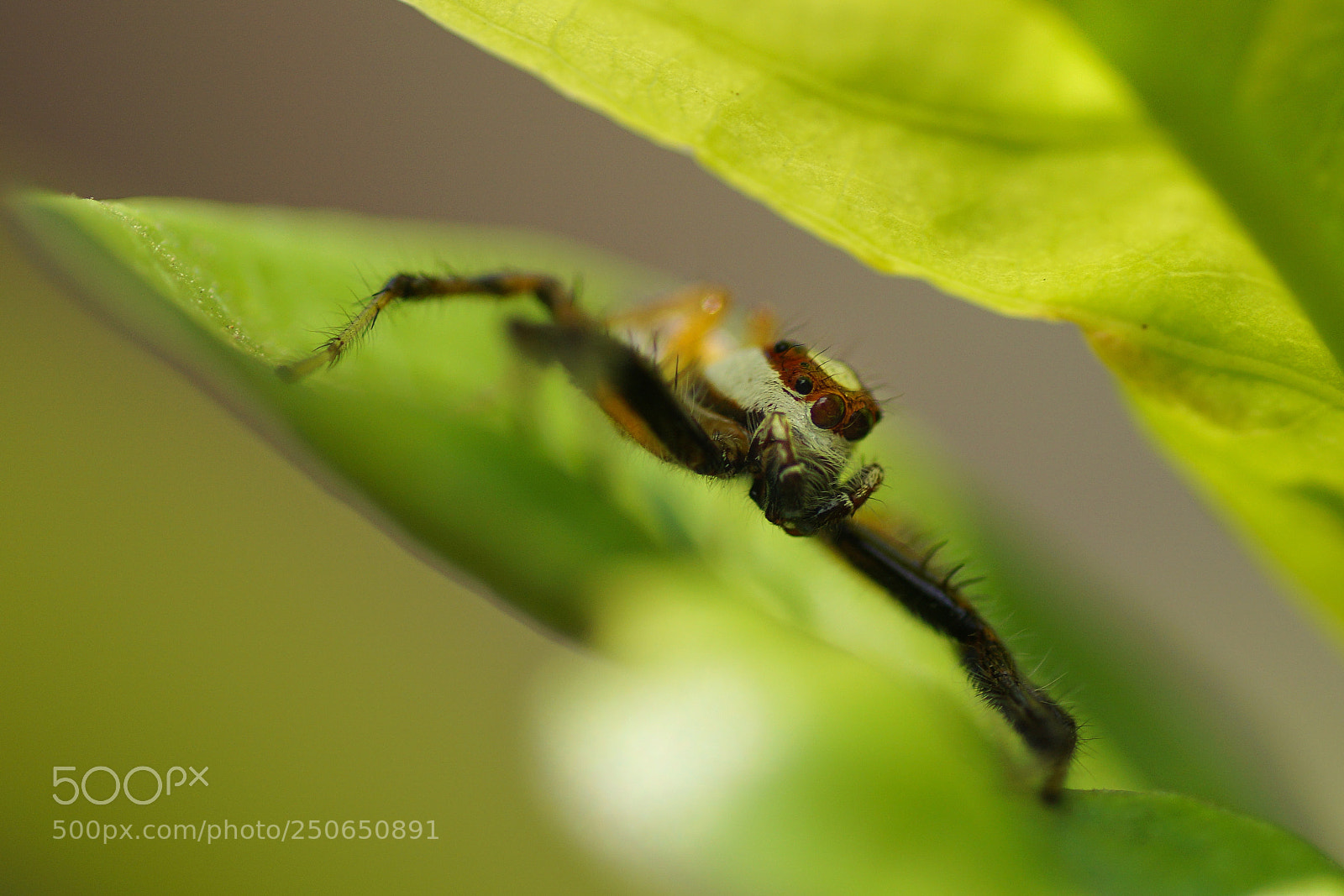 Sony ILCA-77M2 sample photo. 8 legs photography