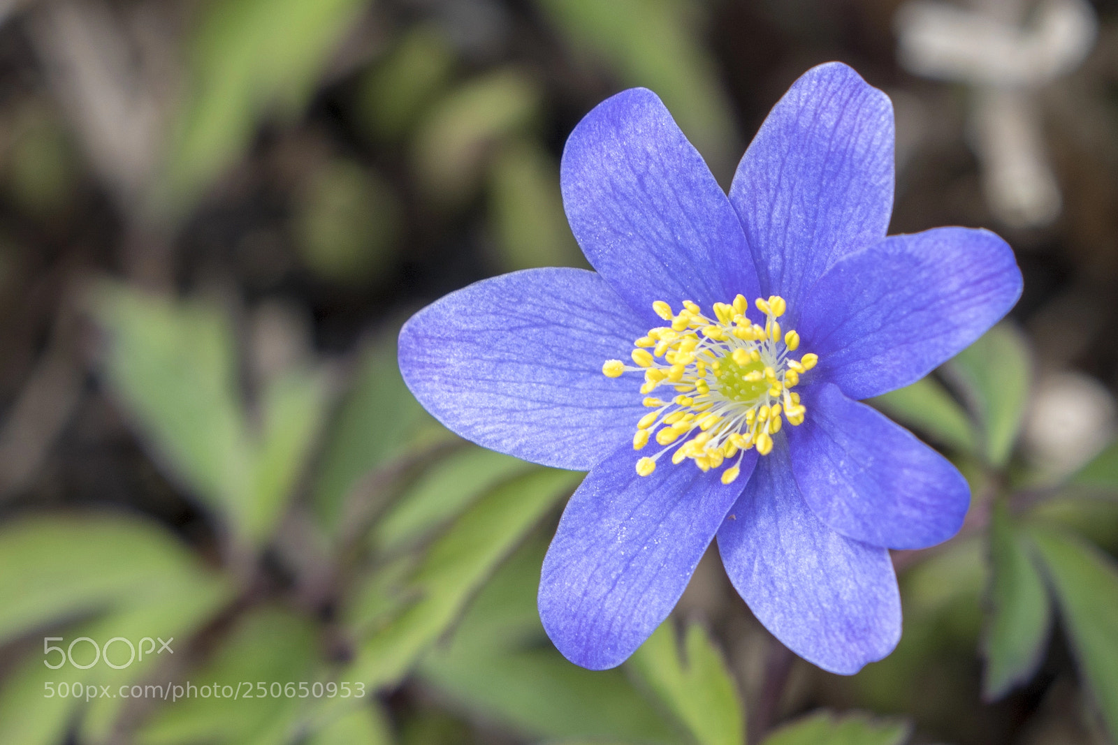 Sony a7R III sample photo. Hepatica flower photography