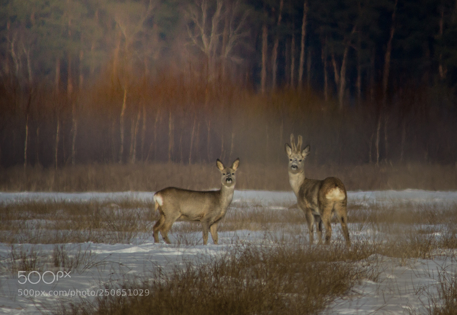 Canon EOS 600D (Rebel EOS T3i / EOS Kiss X5) sample photo. Roe deer couple photography