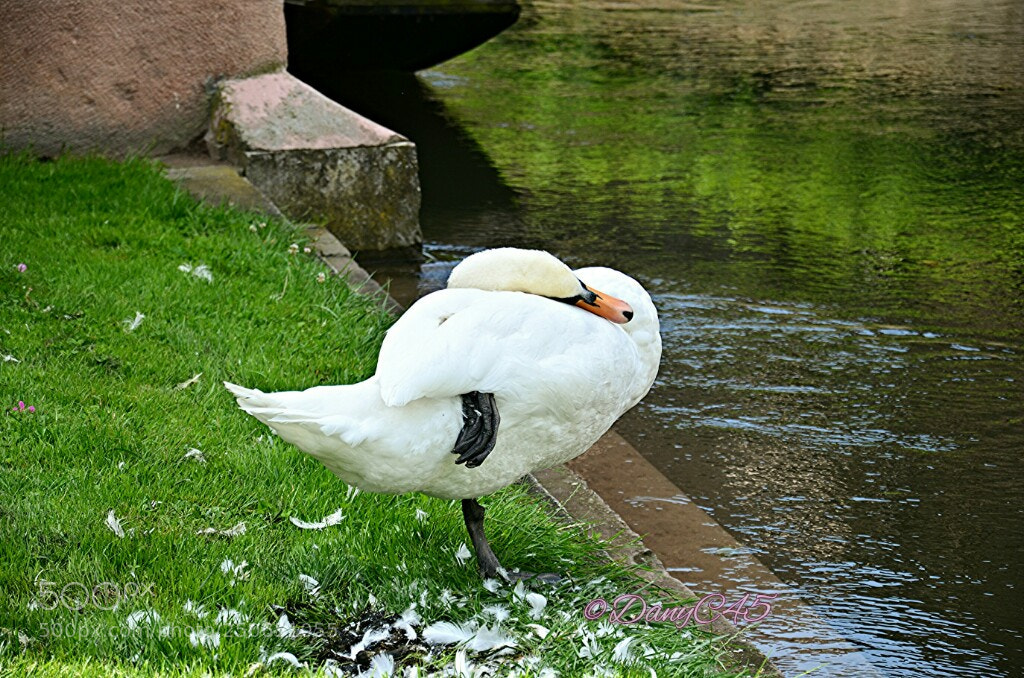 Nikon D5100 sample photo. Untitled photography