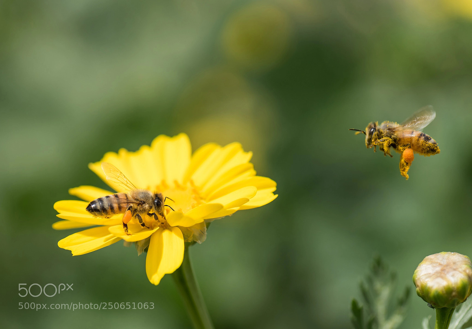 Nikon D810 sample photo. Is this seat taken photography