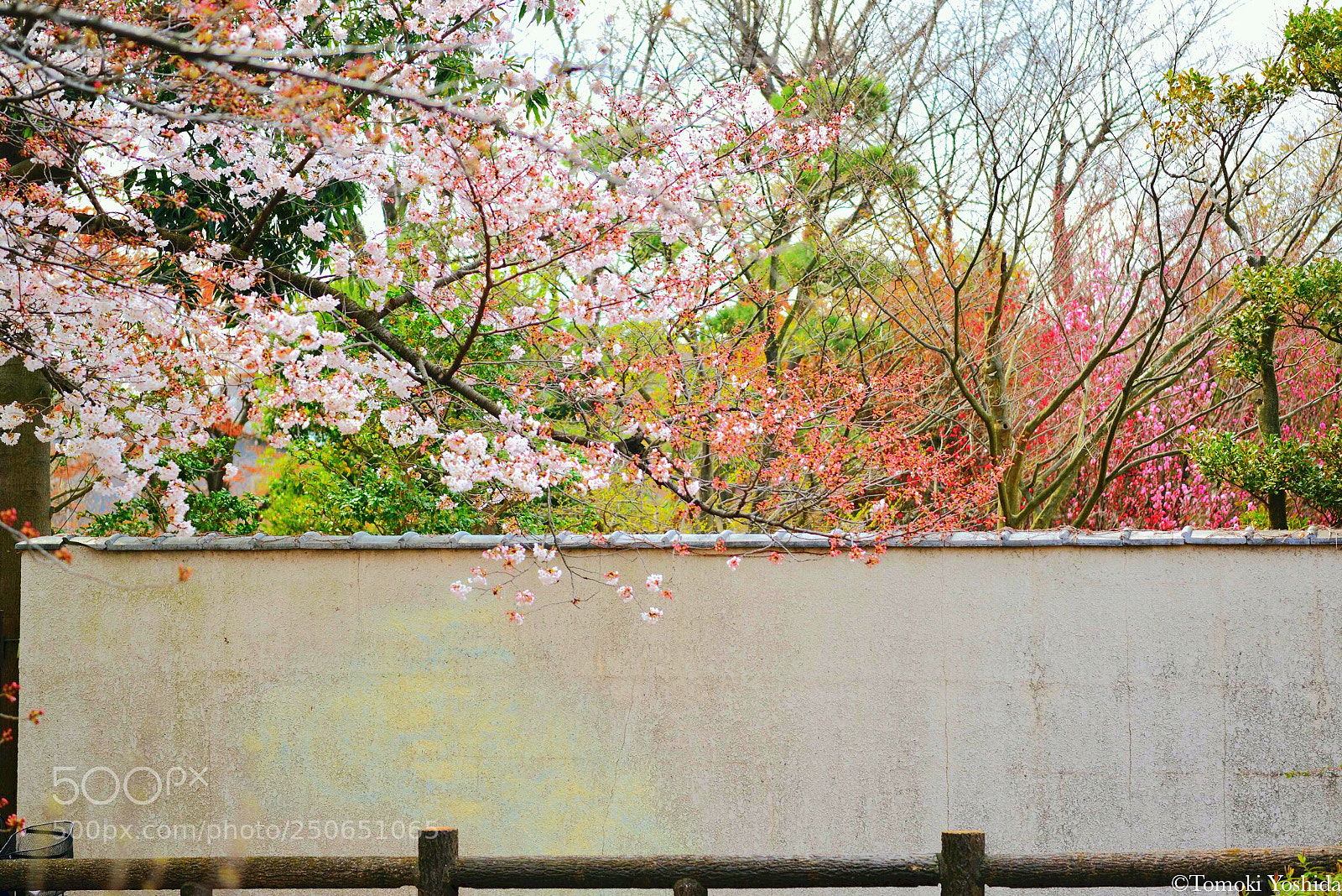 Nikon D600 sample photo. 流れゆく花と私 photography