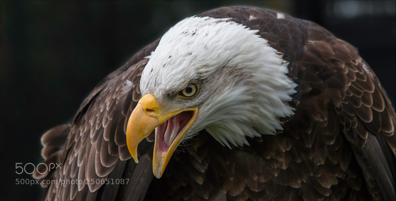 Canon EOS 70D sample photo. Bald eagle close up photography