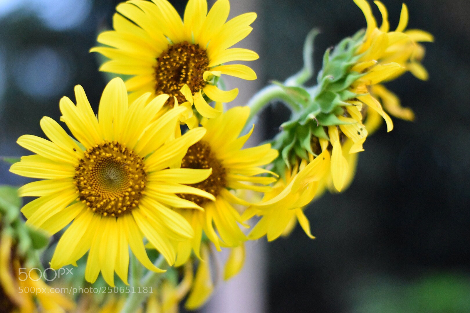 Nikon D5500 sample photo. Untitled photography