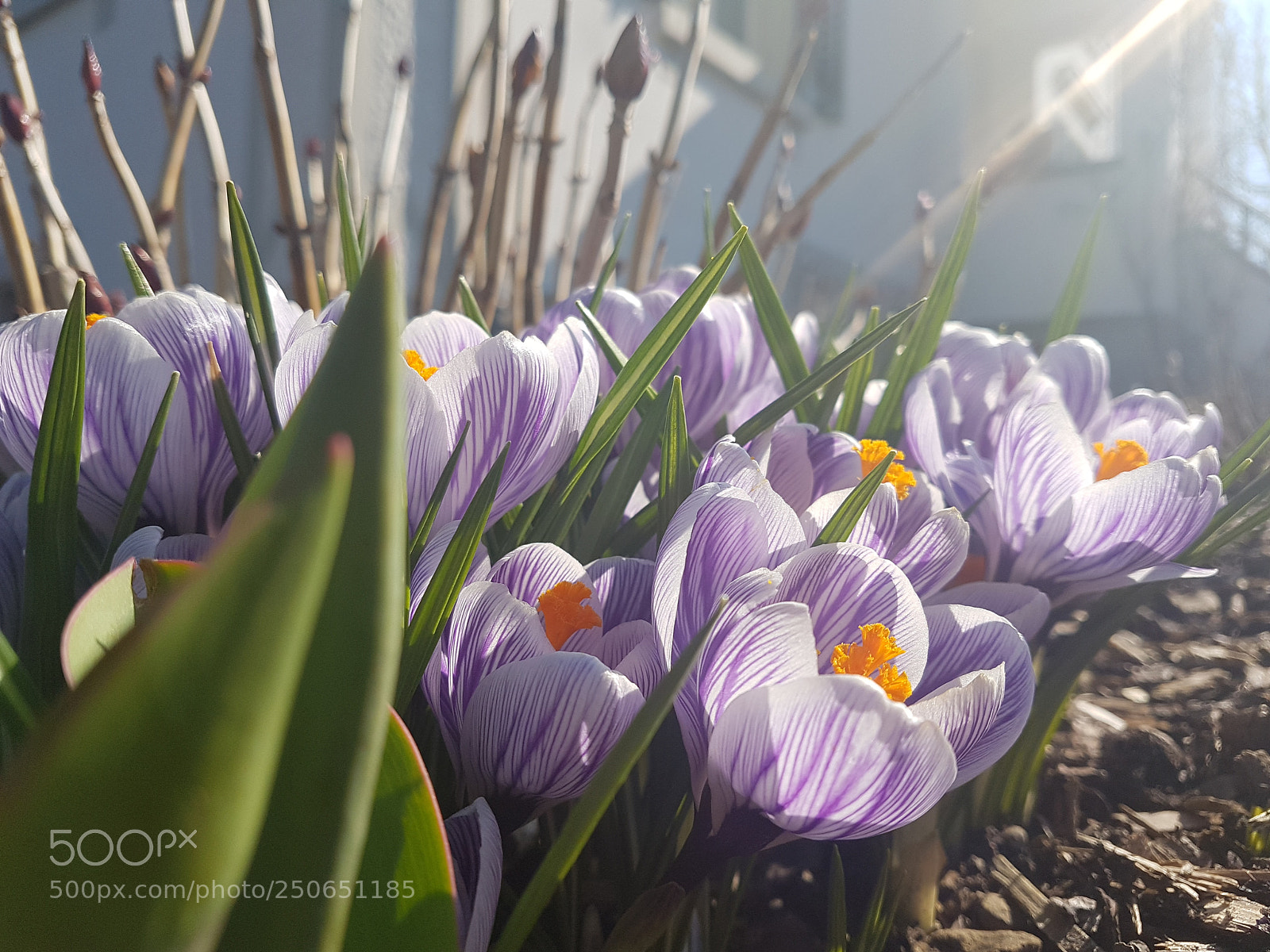Samsung Galaxy S7 Edge sample photo. Spring photography