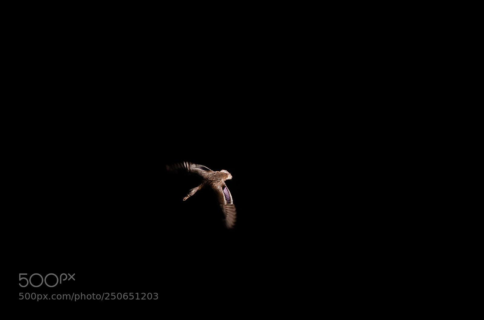 Nikon D5100 sample photo. Flying duck photography