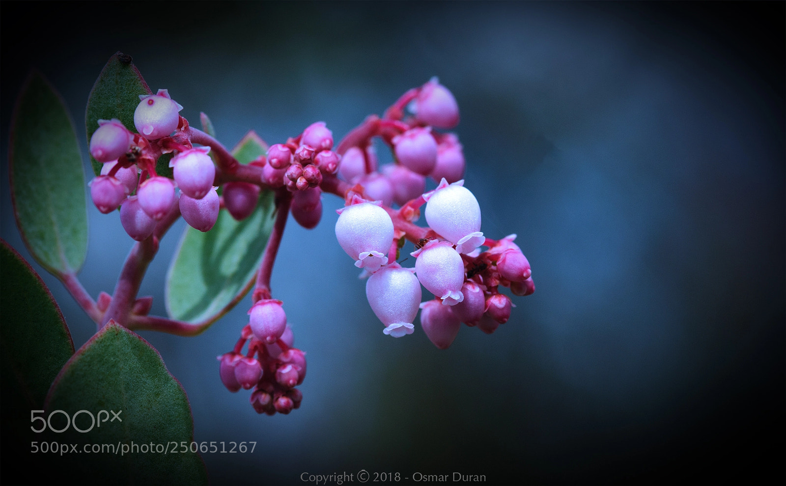 Nikon D300 sample photo. Manzanita photography