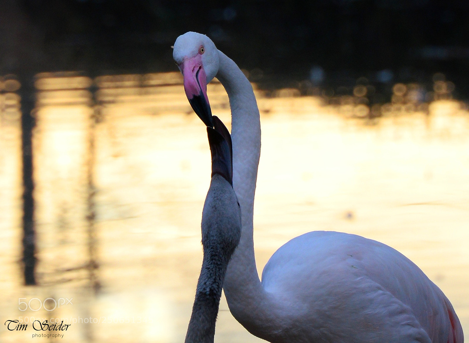 Nikon D610 sample photo. Mother‘s love  photography