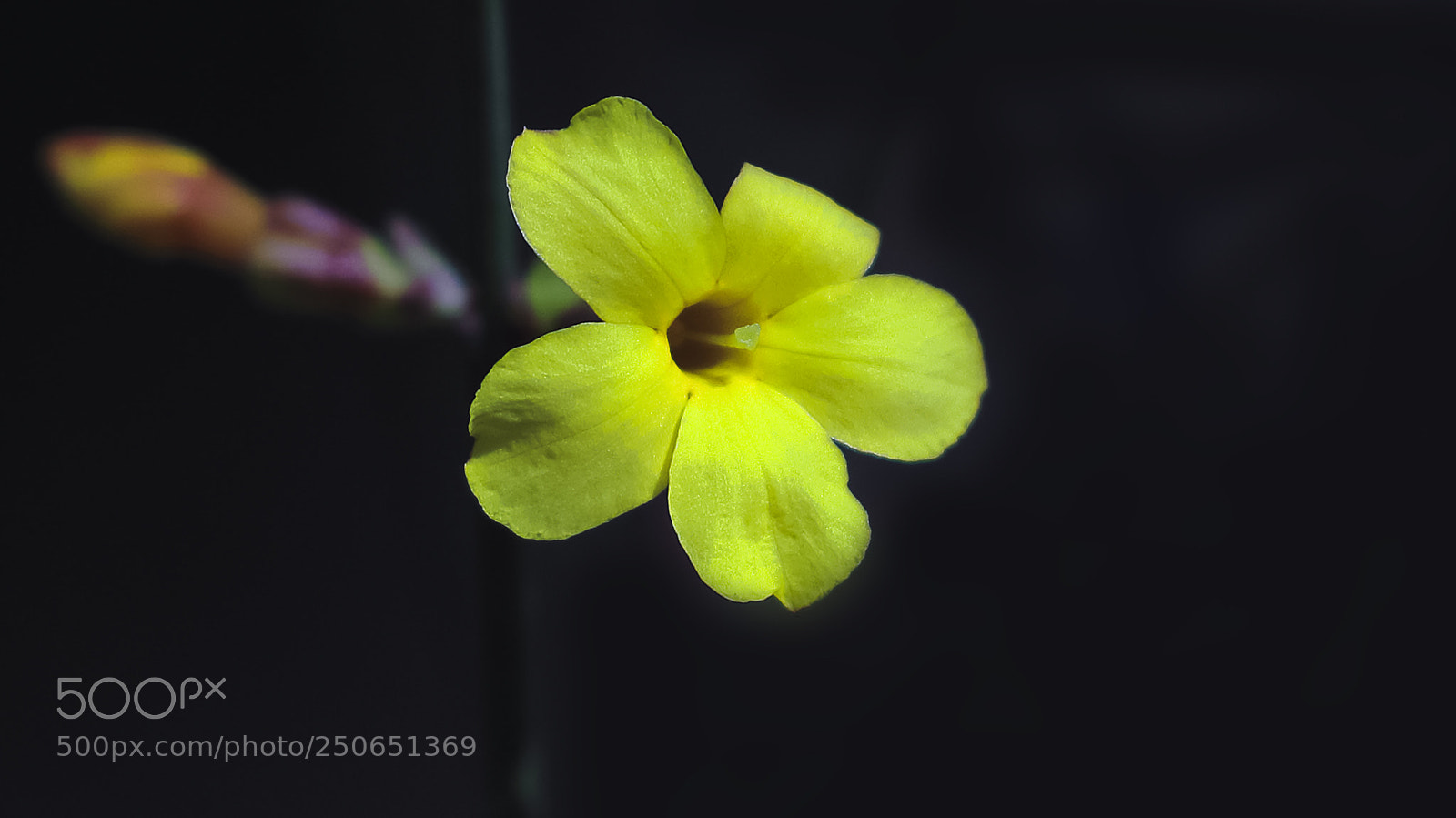 Canon EOS-1D X Mark II sample photo. 迎春花 photography
