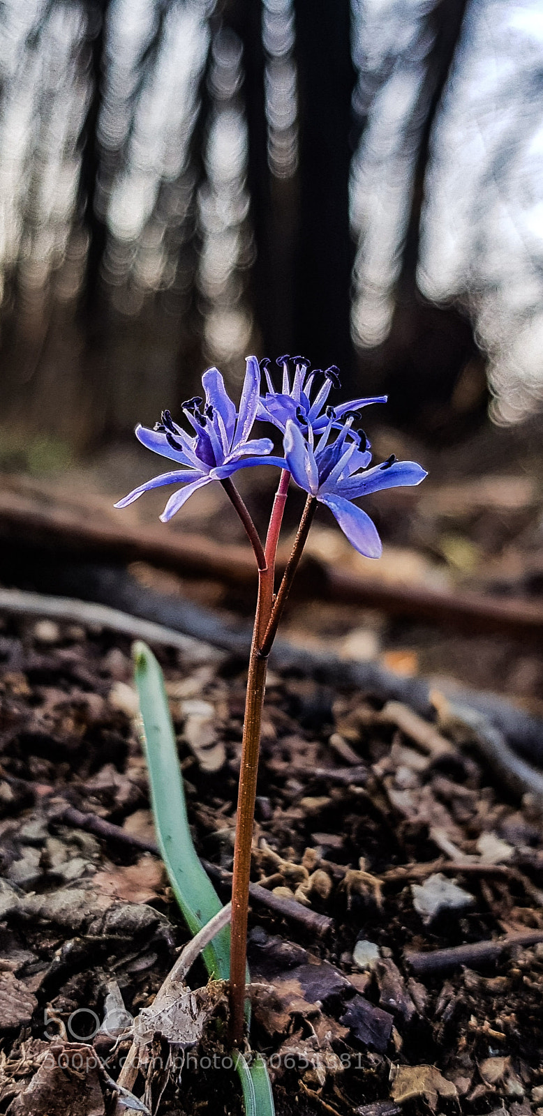 Samsung Galaxy S8 sample photo. Blue flower 2 photography
