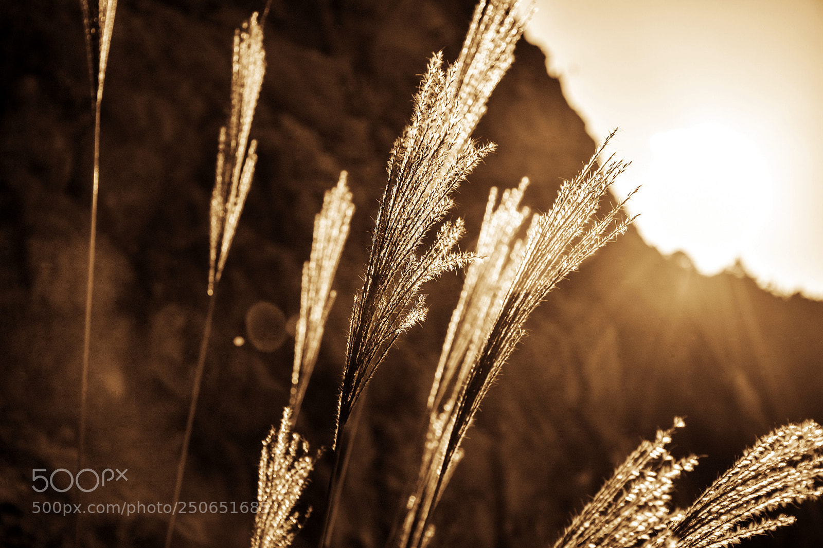 Nikon D7200 sample photo. Amazing light photography
