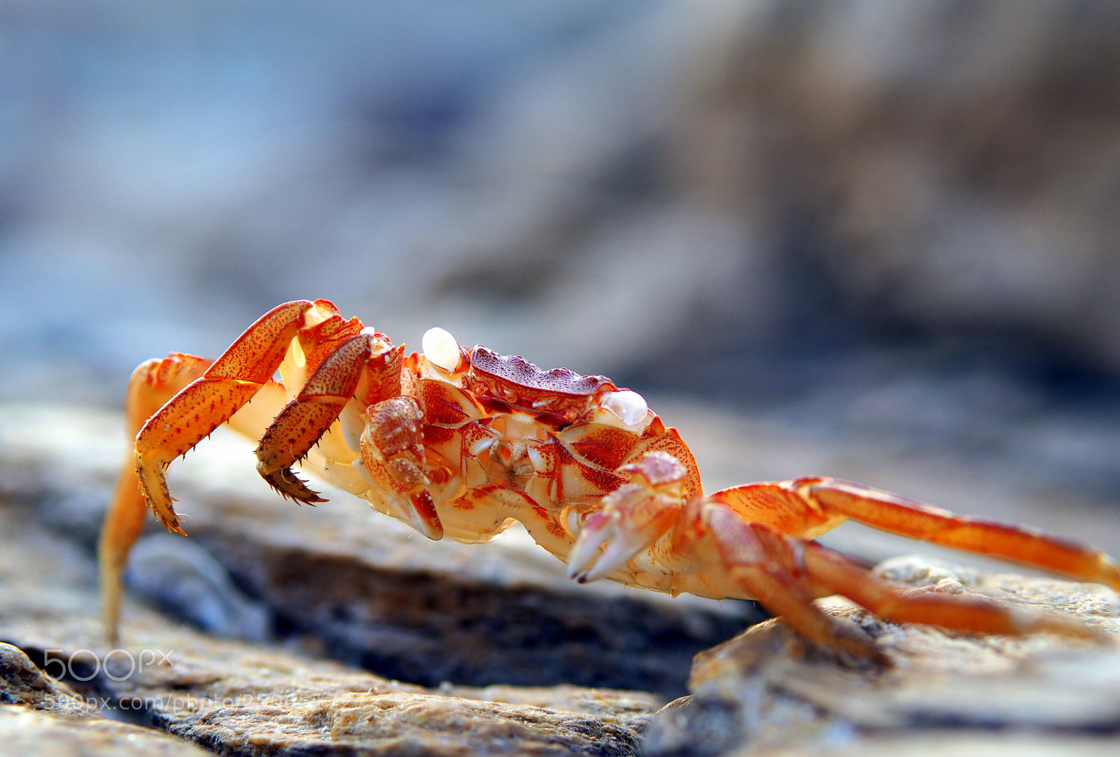 Olympus OM-D E-M10 II sample photo. Crab shell photography