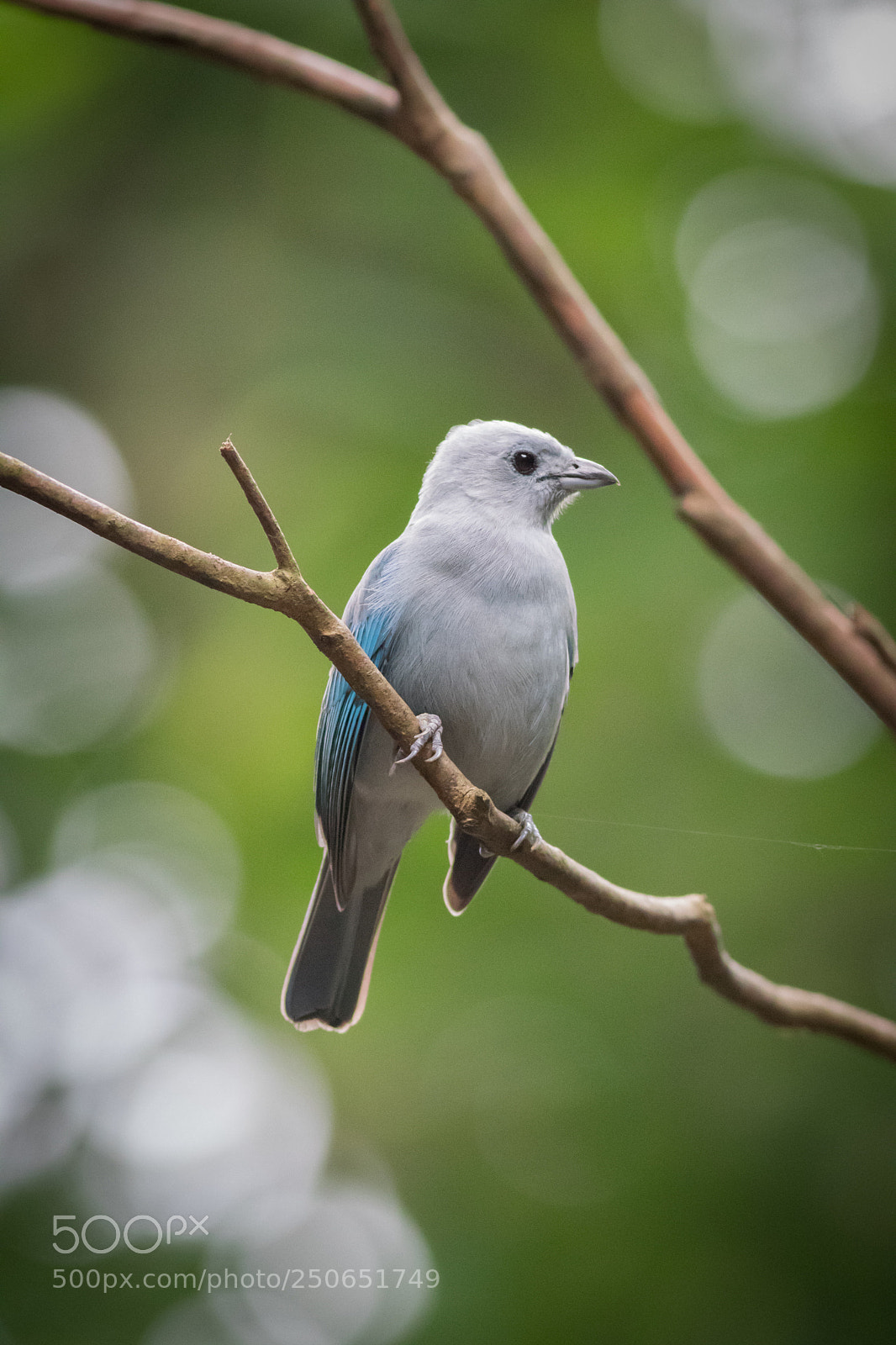 Canon EOS 80D sample photo. Blue grey tanager photography