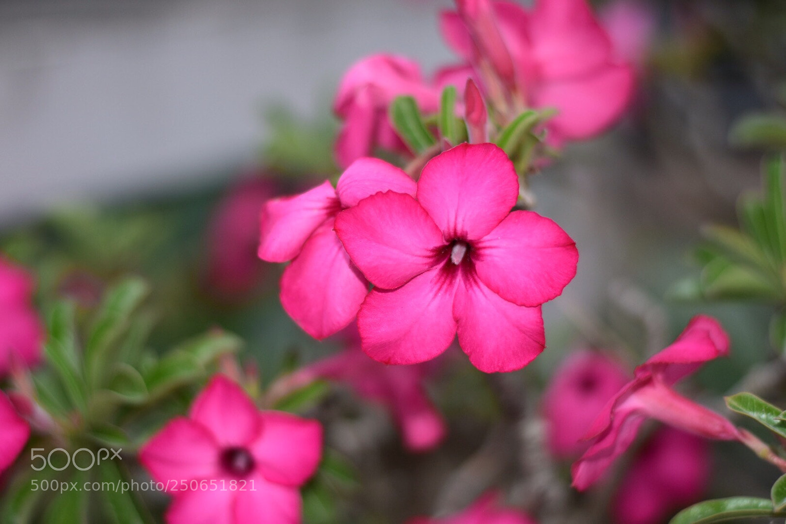 Nikon D5500 sample photo. Untitled photography