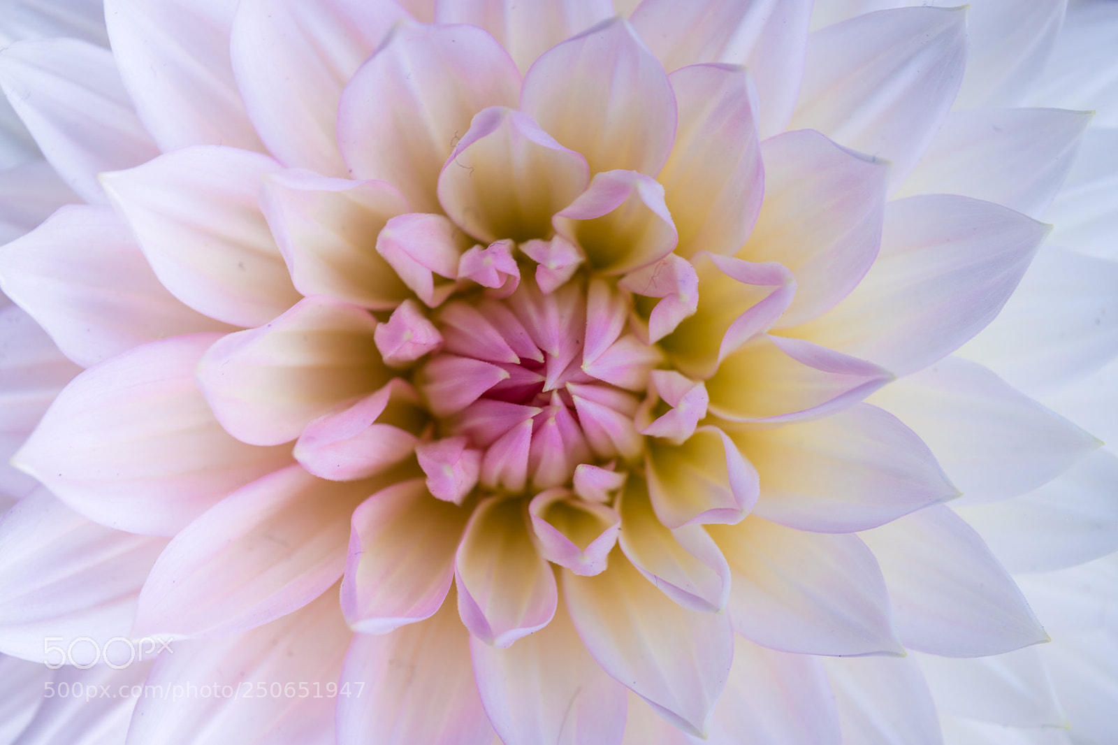 Canon EOS 6D Mark II sample photo. Dahlia pinnata photography