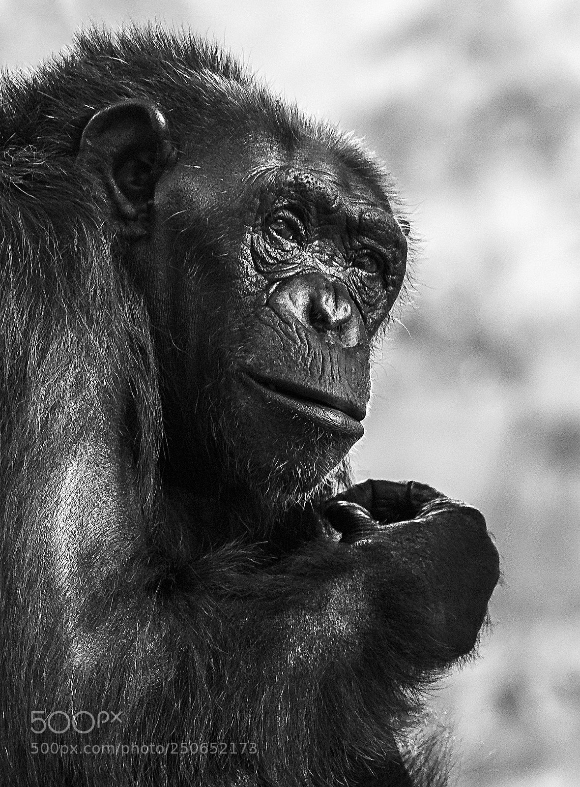 Nikon D810 sample photo. Pensive photography