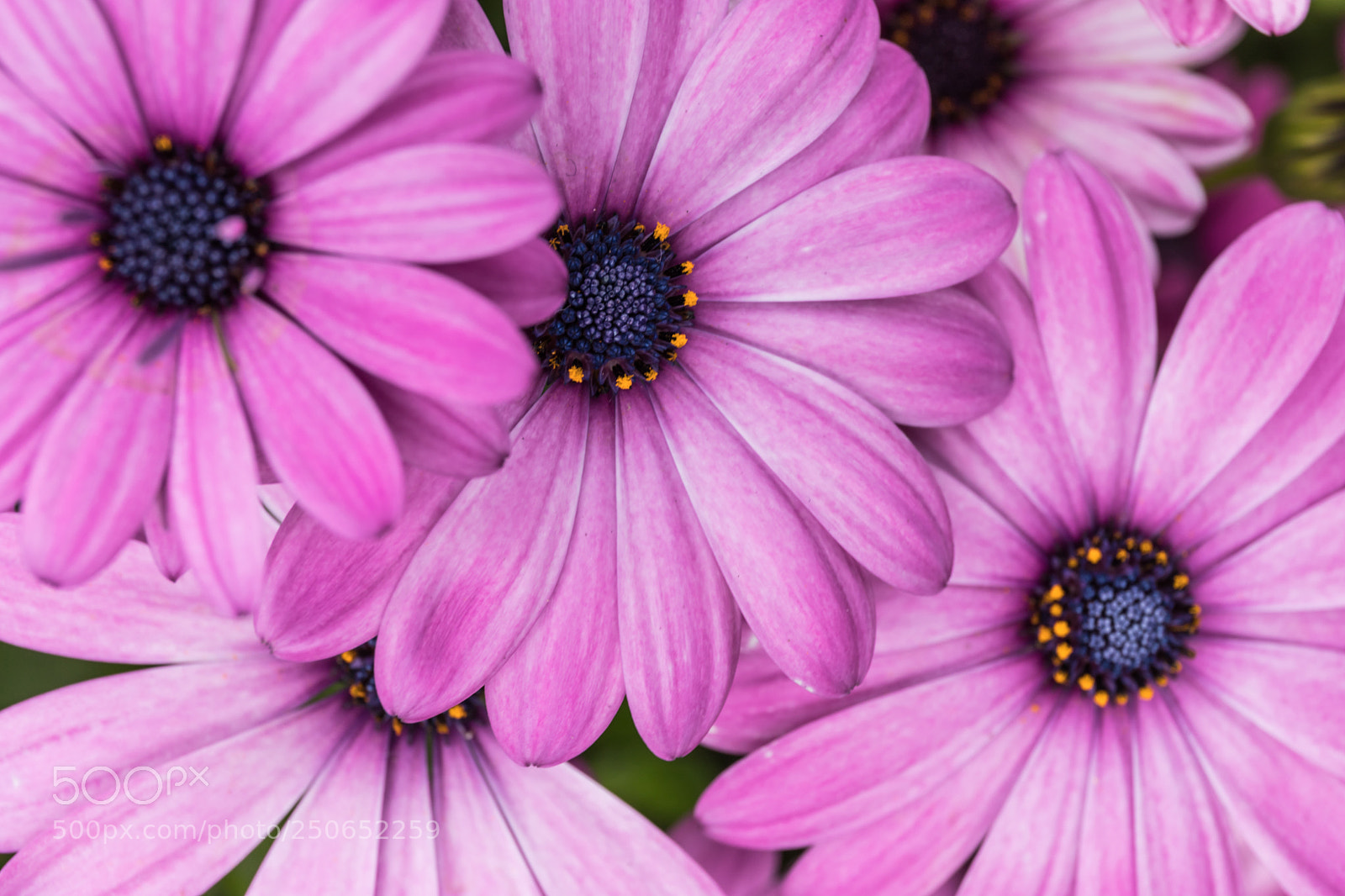 Canon EOS 6D Mark II sample photo. Purple boom photography