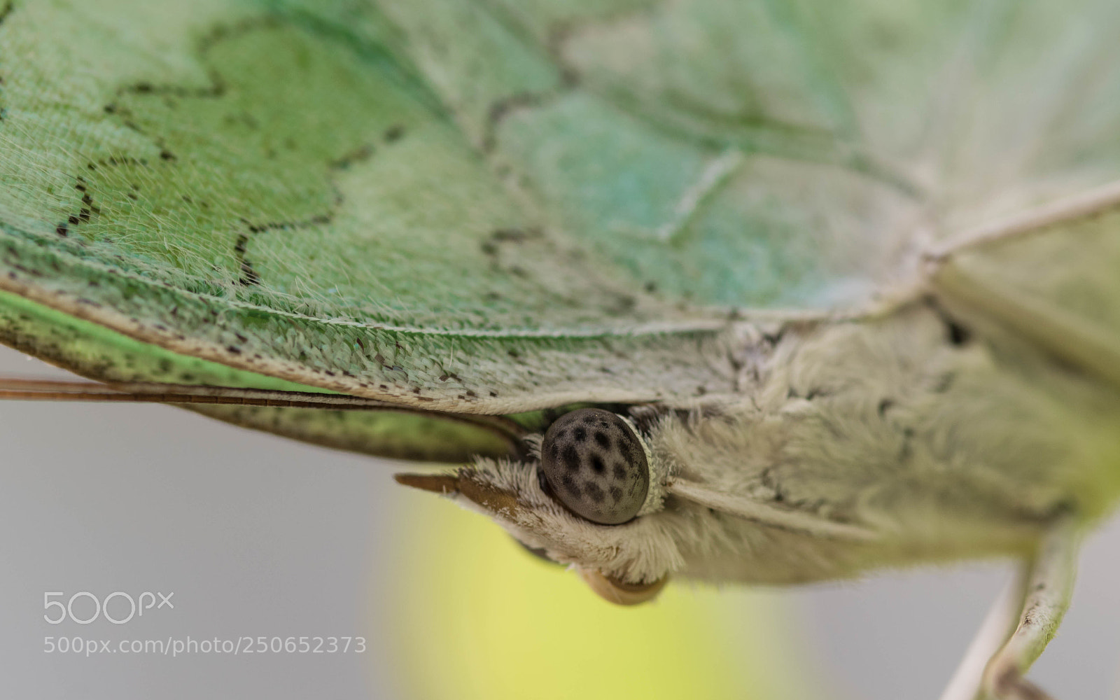 Nikon D5300 sample photo. Protogoniomorpha parhassus photography