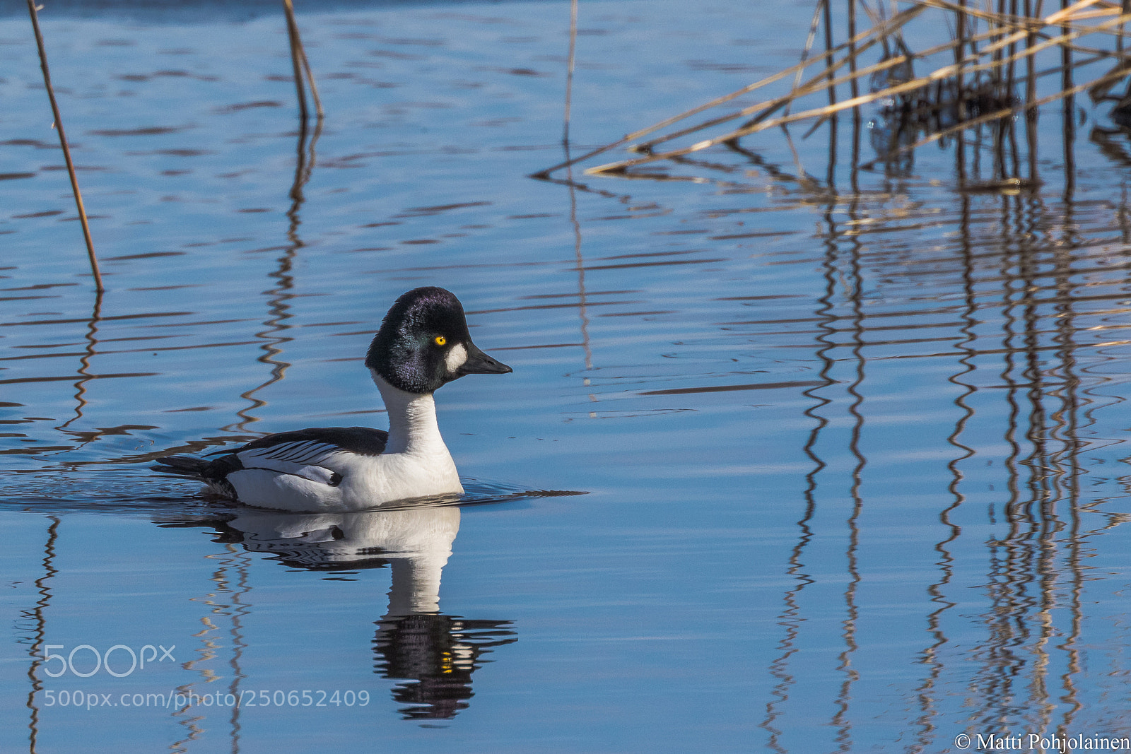Canon EOS 7D Mark II sample photo. Common goldeneye photography