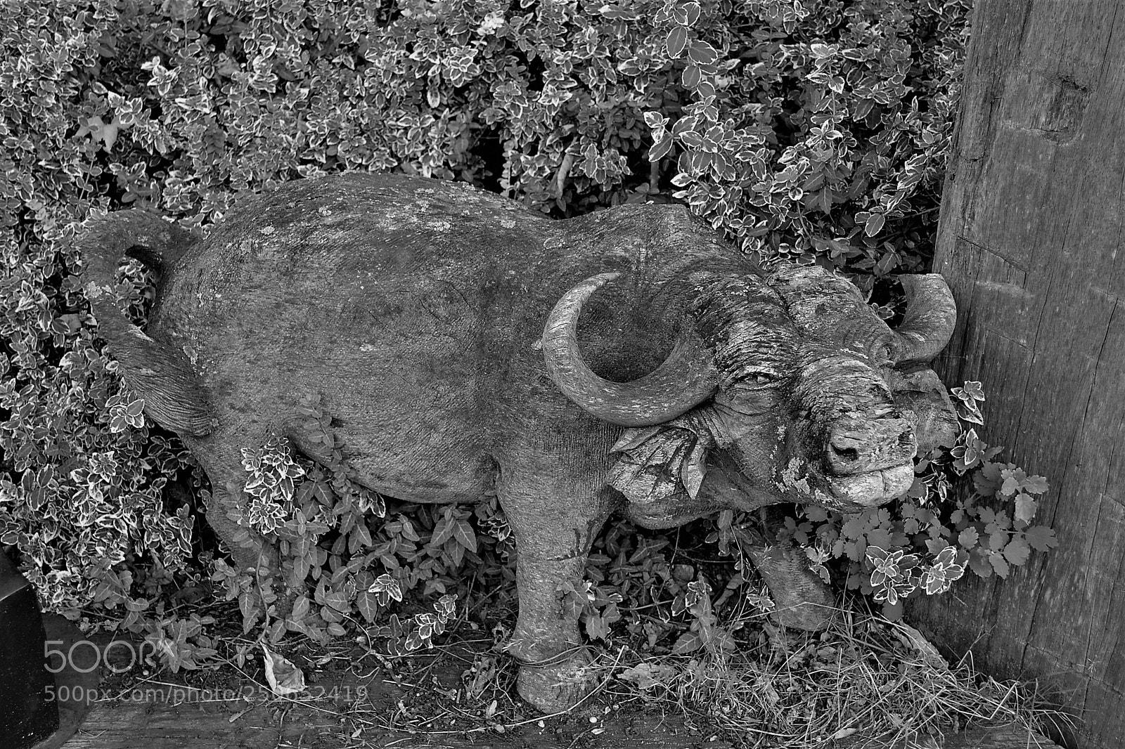Nikon D3100 sample photo. Buffel photography