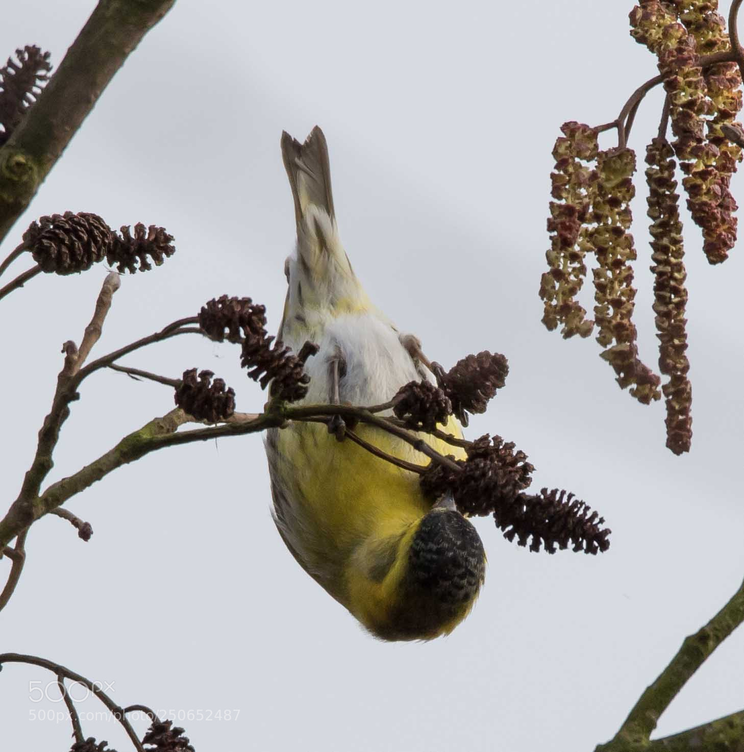 Canon EOS 7D Mark II sample photo. Siskin photography