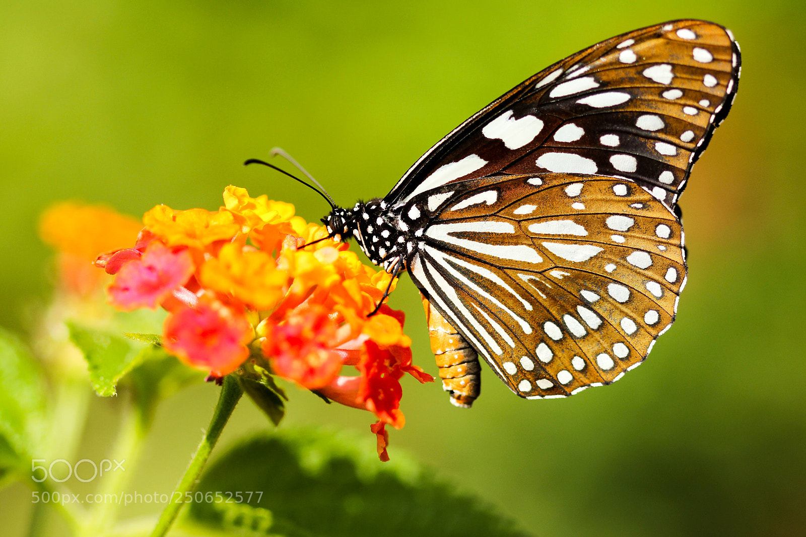 Canon EOS 600D (Rebel EOS T3i / EOS Kiss X5) sample photo. Butterflies are lit photography