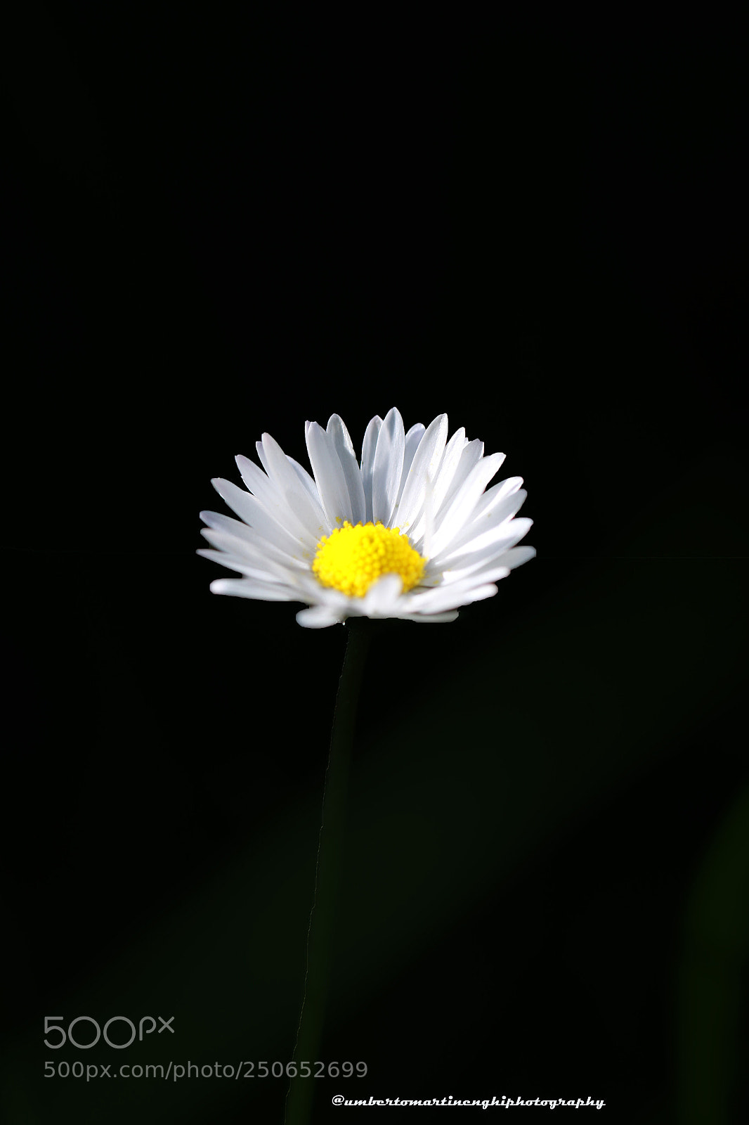 Canon EOS 7D Mark II sample photo. Daisy photography