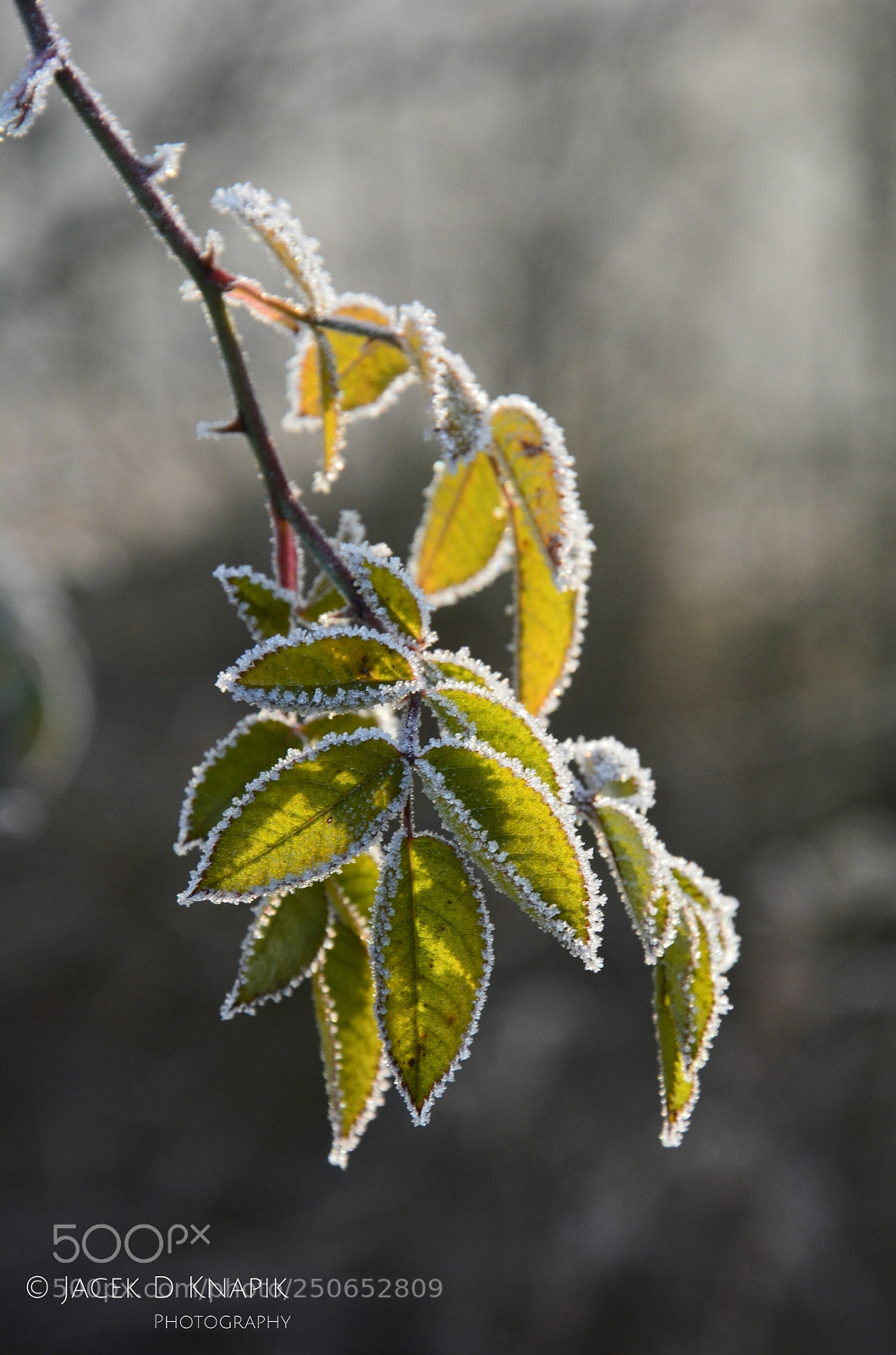 Nikon D7100 sample photo. G photography