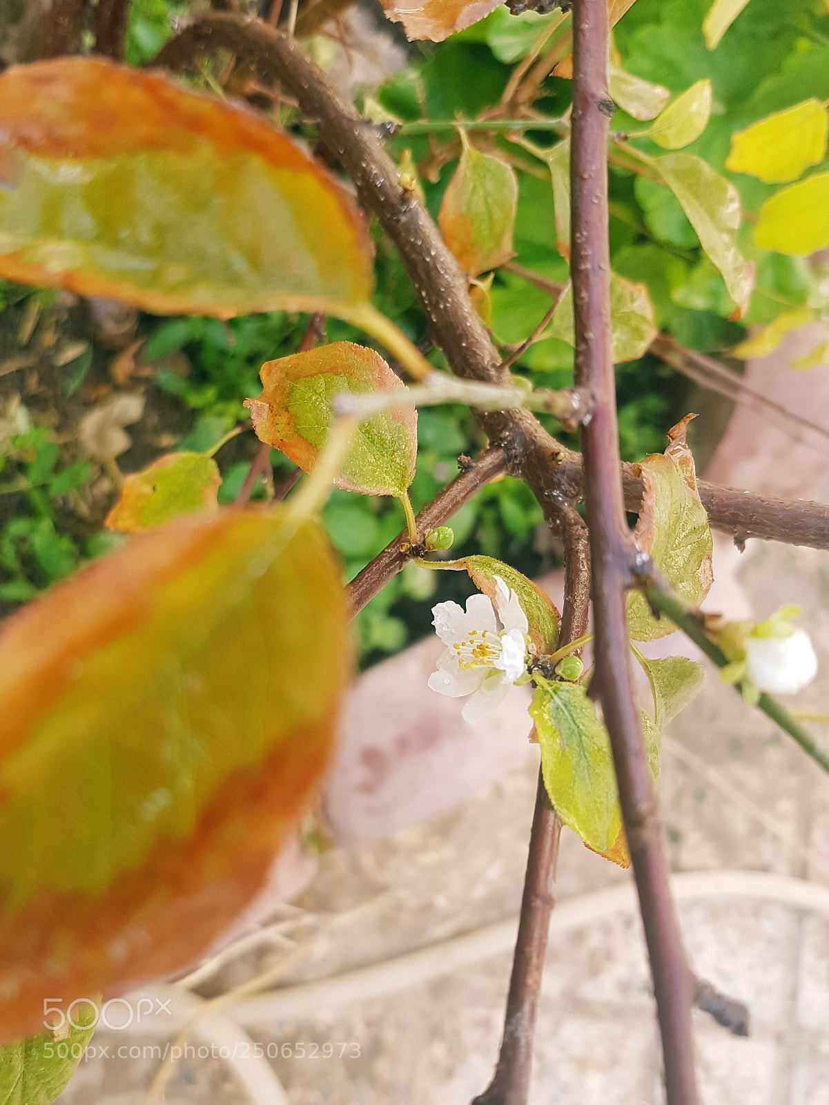Samsung Galaxy S7 sample photo. Spring or autumn ? photography