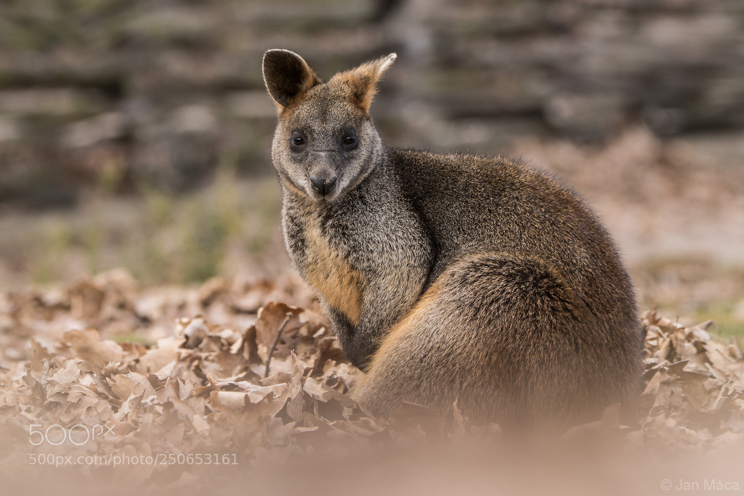 Sony ILCA-77M2 sample photo. Little wallaby photography