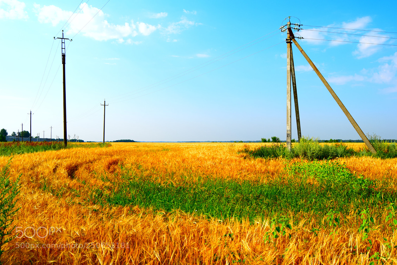 Nikon D3300 sample photo. Golden field photography