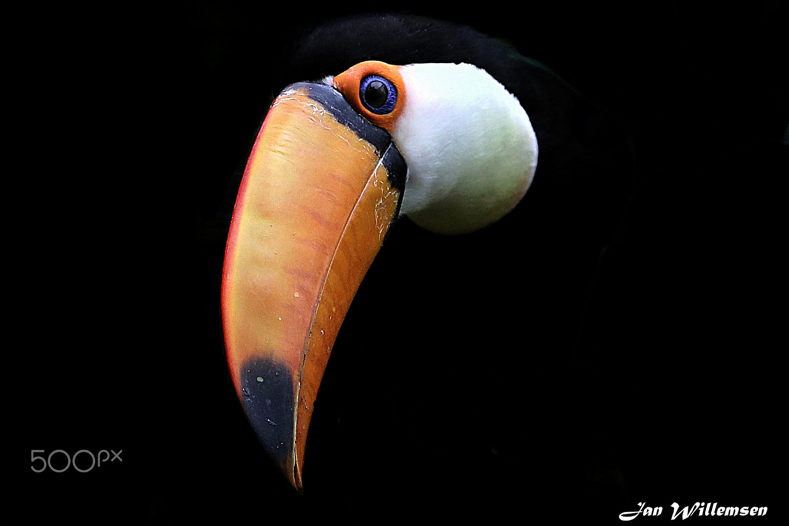 Canon EF 300mm F2.8L IS II USM sample photo. Toco toucan photography
