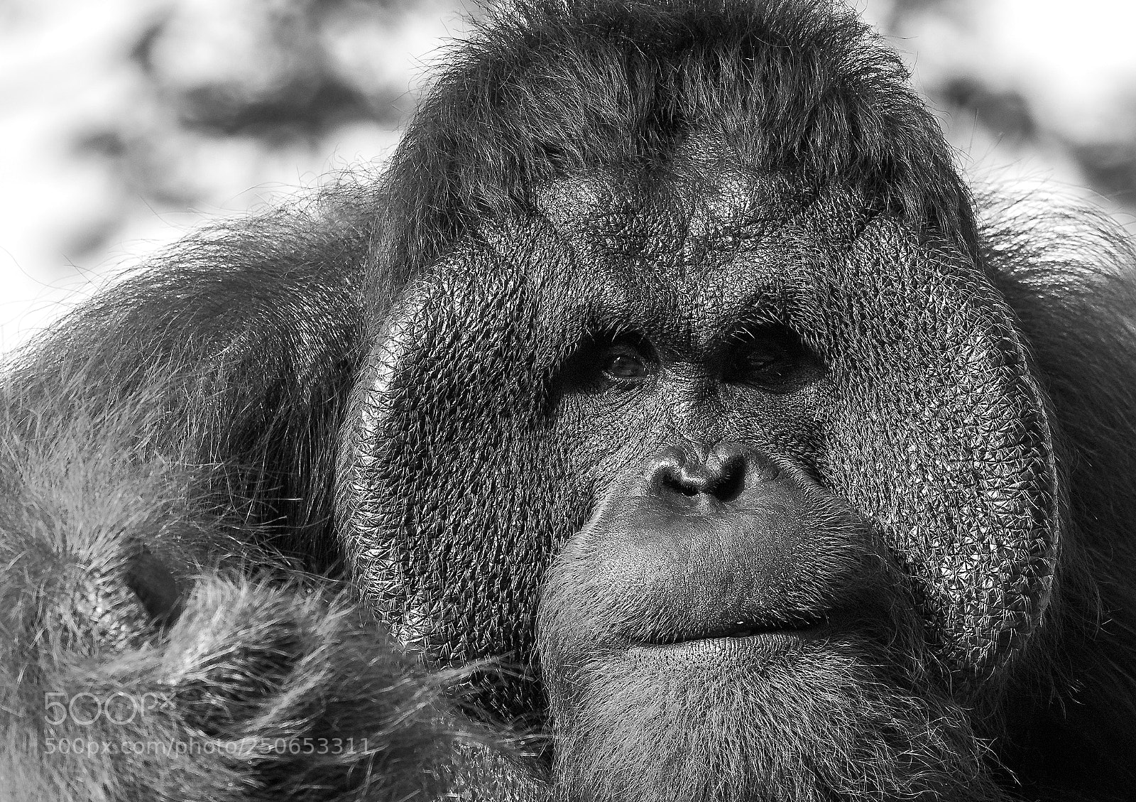 Nikon D810 sample photo. Man of the forest photography
