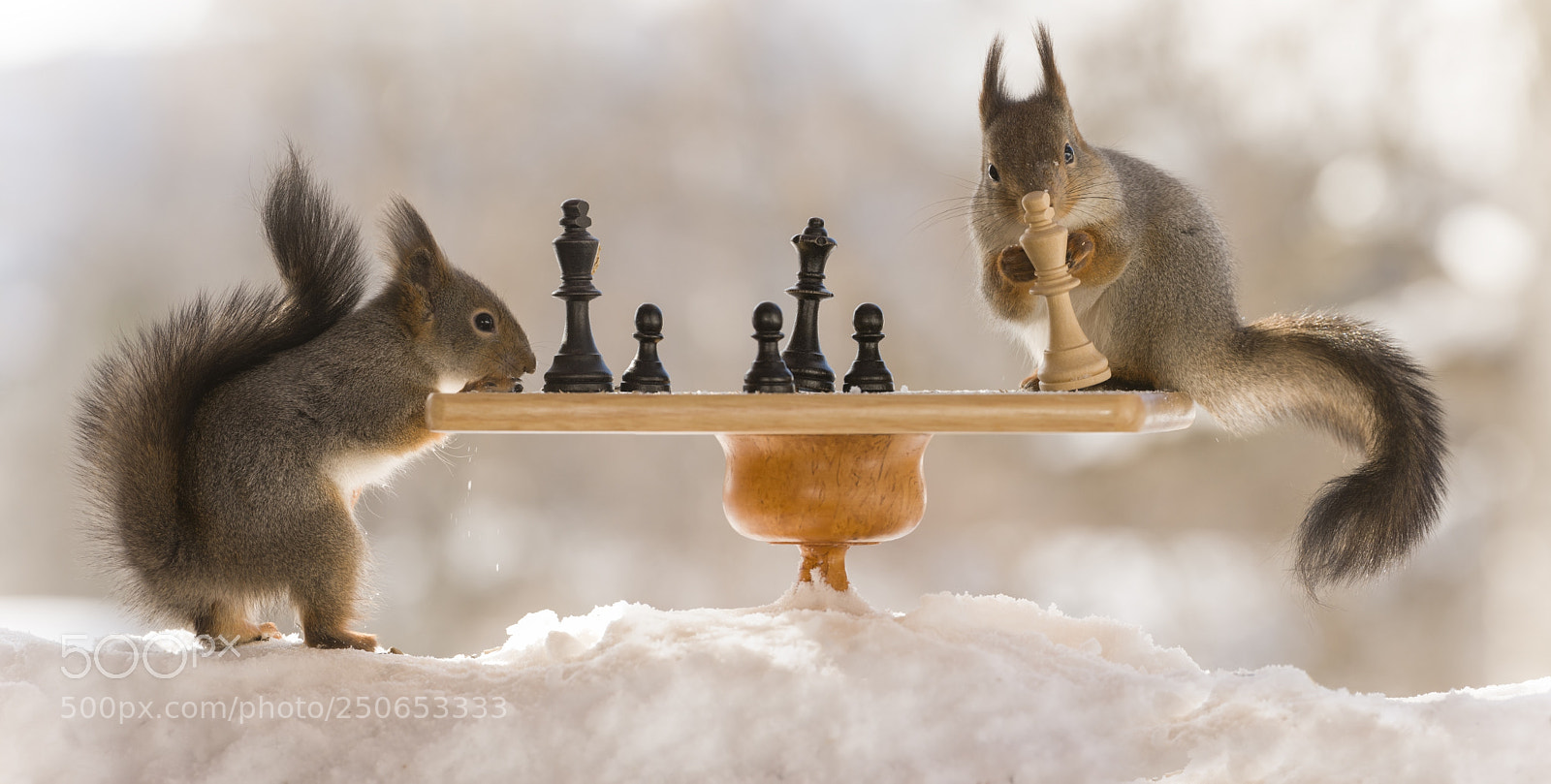 Nikon D810 sample photo. Red squirrels with chess photography